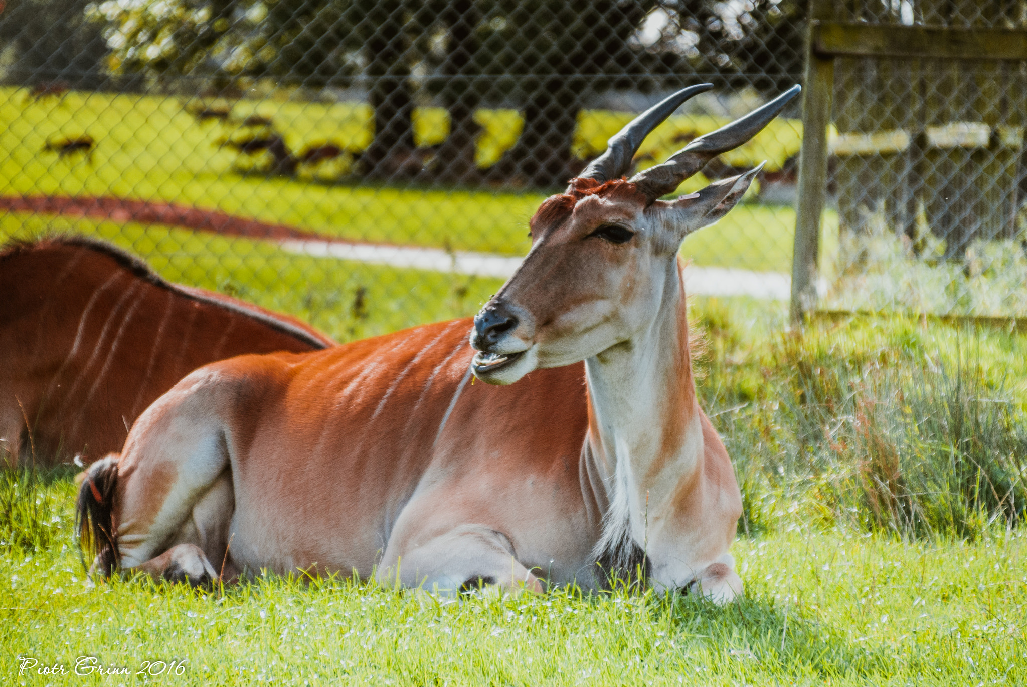 Sigma 28-300mm F3.5-6.3 DG Macro sample photo. Longleat safari park 2016 photography