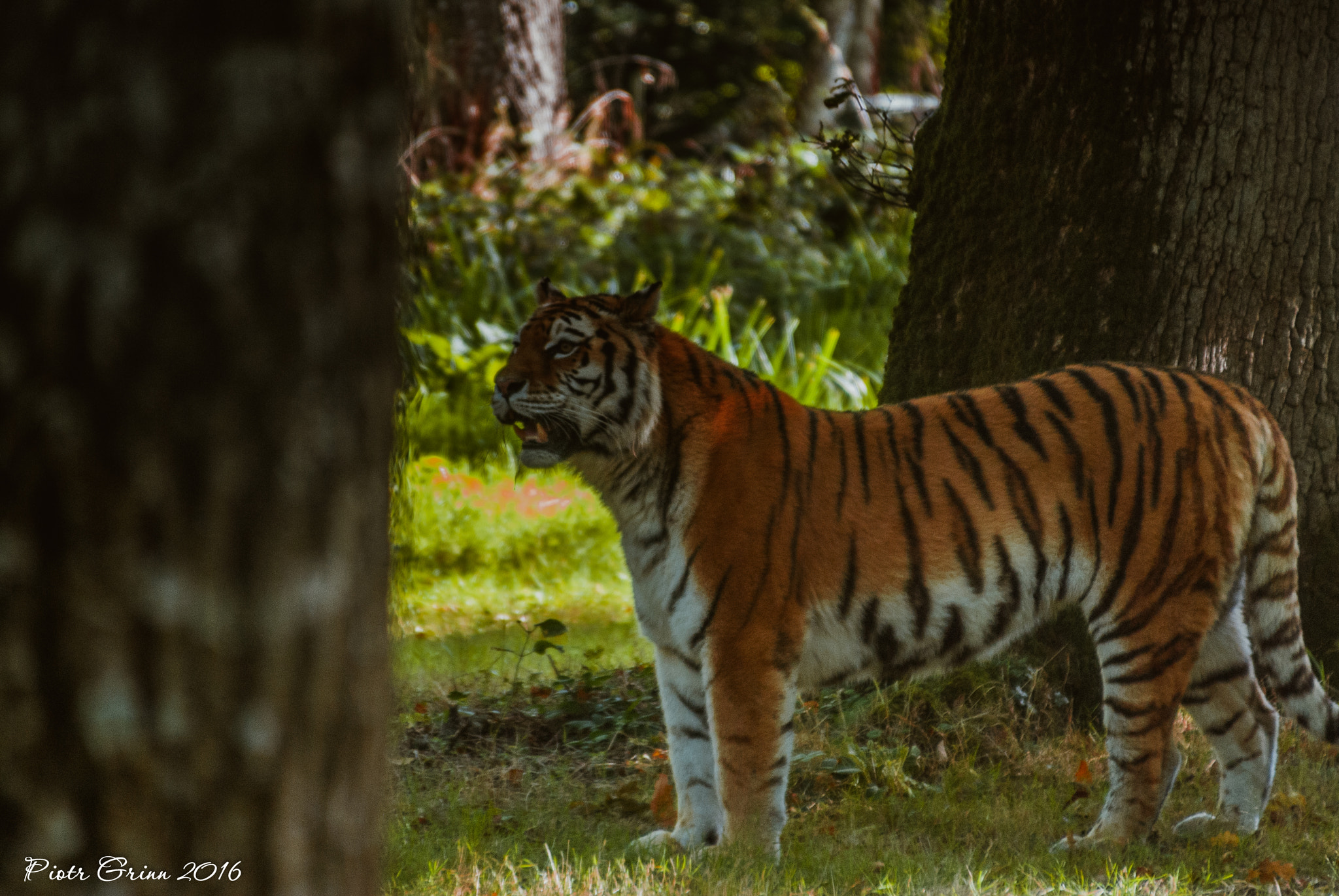 Sigma 28-300mm F3.5-6.3 DG Macro sample photo. Longleat safari park 2016 photography