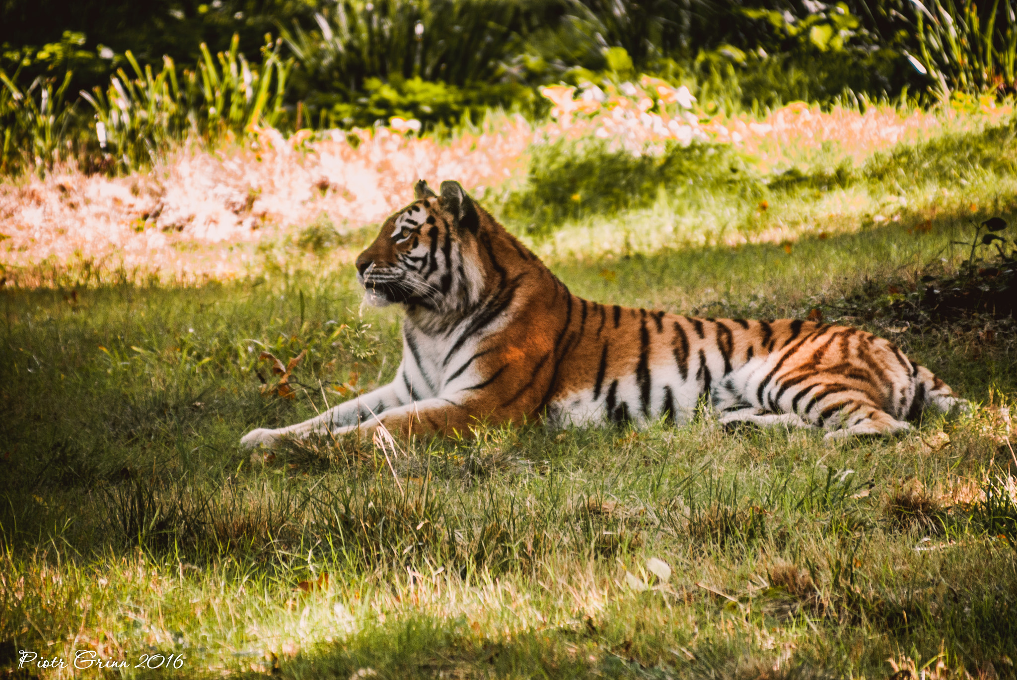 Sigma 28-300mm F3.5-6.3 DG Macro sample photo. Longleat safari park 2016 photography