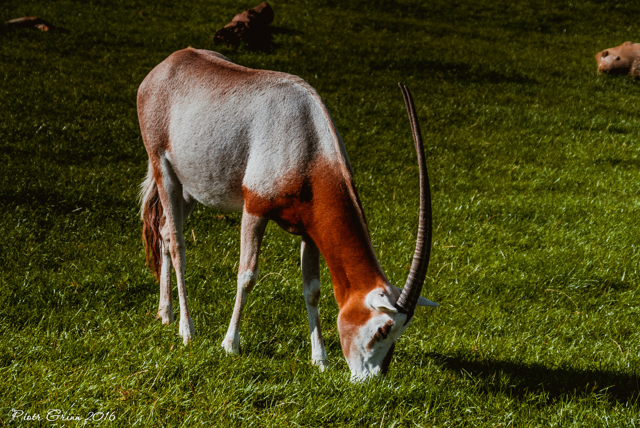 Sigma 28-300mm F3.5-6.3 DG Macro sample photo. Longleat safari park 2016 photography