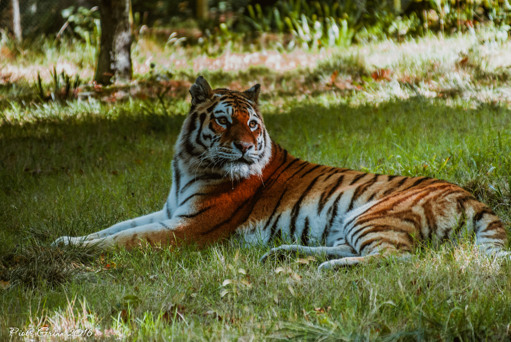 Sigma 28-300mm F3.5-6.3 DG Macro sample photo. Longleat safari park 2016 photography