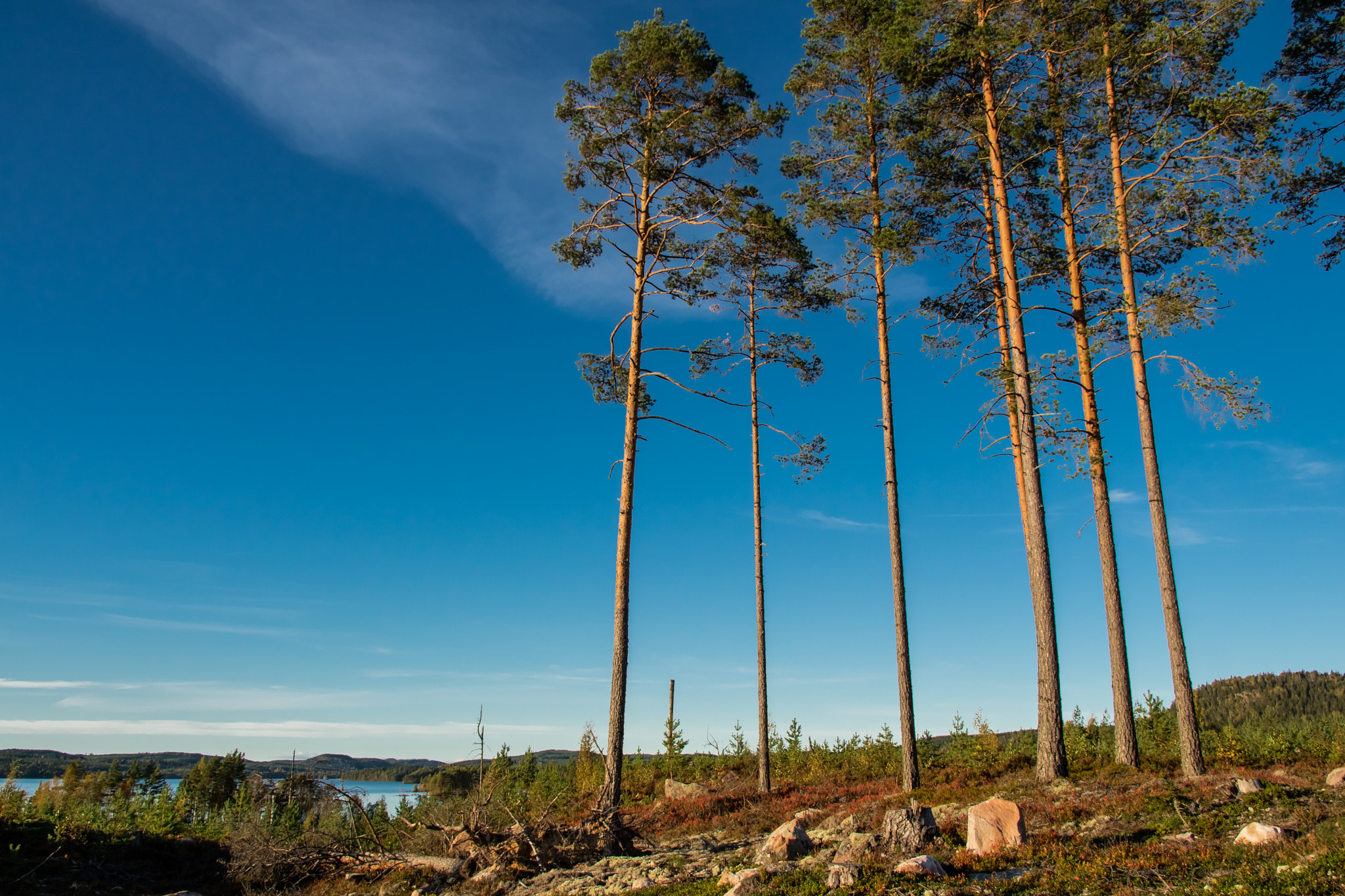 Canon EOS M3 sample photo. Deforestation photography
