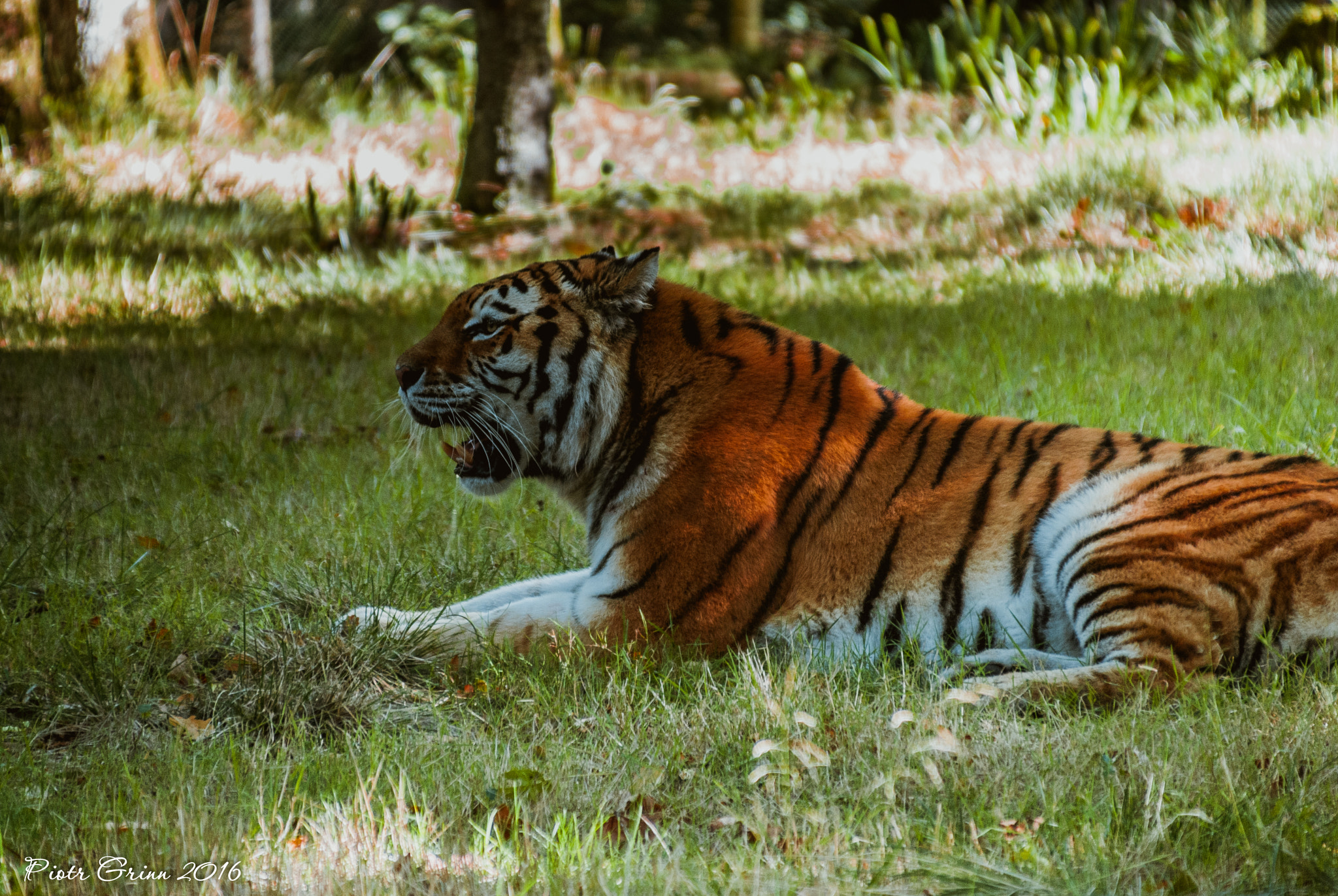 Sigma 28-300mm F3.5-6.3 DG Macro sample photo. Longleat safari park 2016 photography
