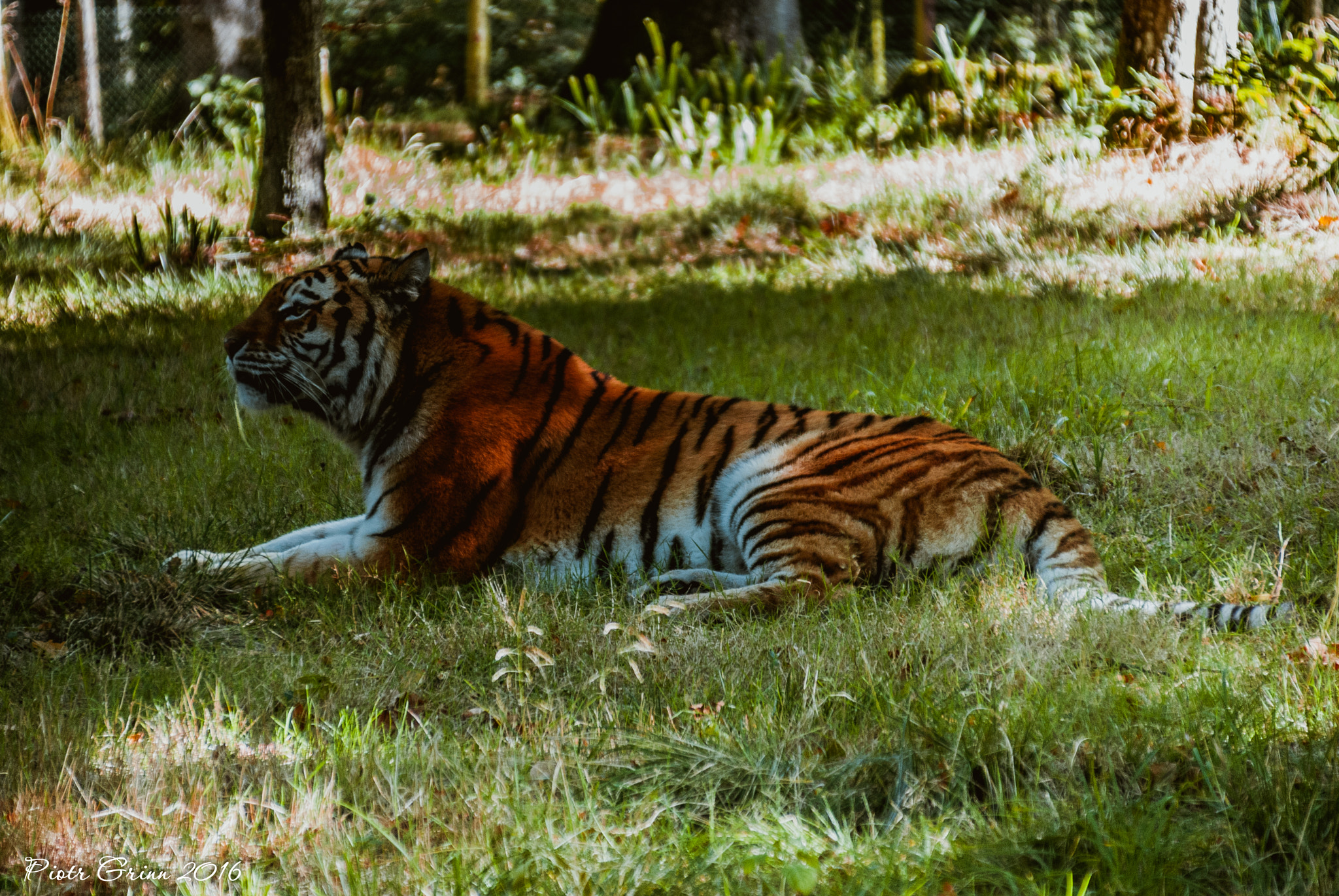 Sigma 28-300mm F3.5-6.3 DG Macro sample photo. Longleat safari park 2016 photography