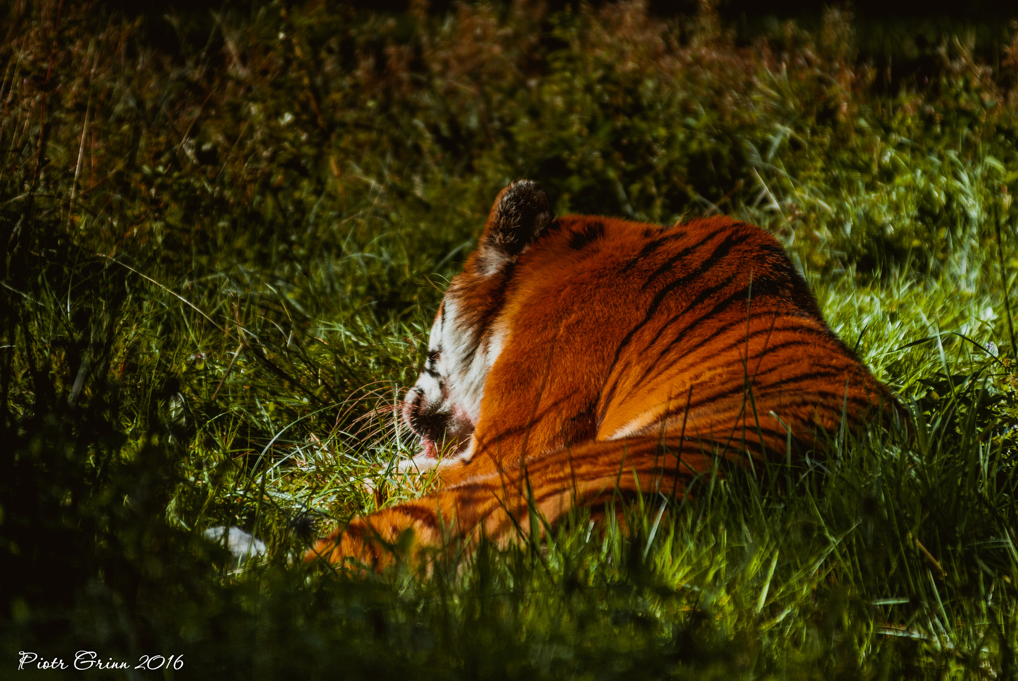 Sigma 28-300mm F3.5-6.3 DG Macro sample photo. Longleat safari park 2016 photography