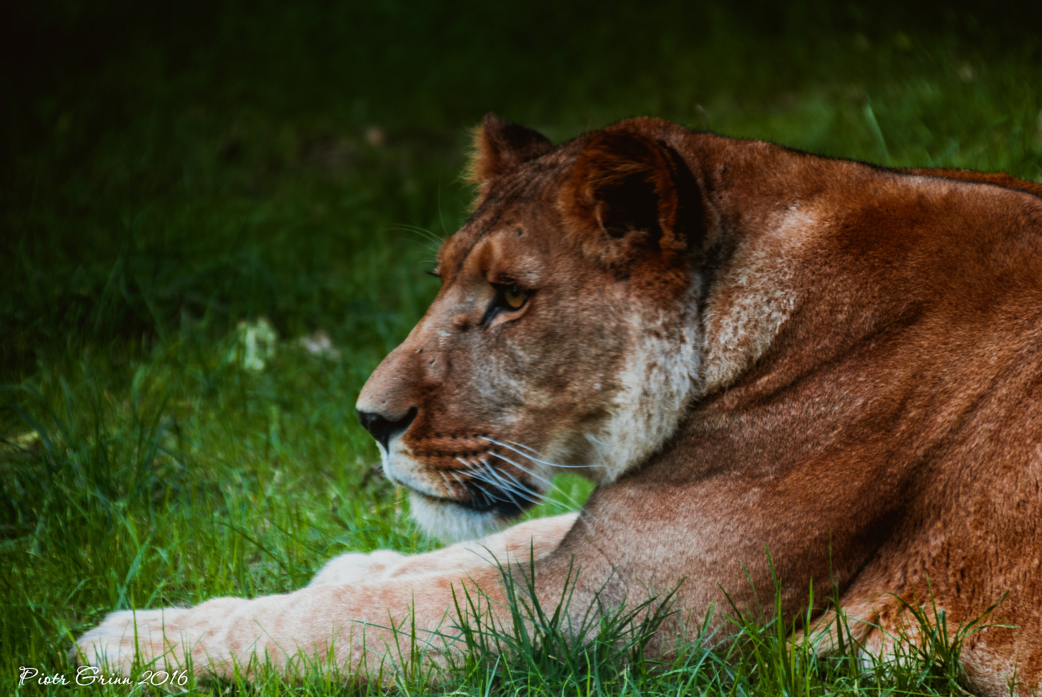Sigma 28-300mm F3.5-6.3 DG Macro sample photo. Longleat safari park 2016 photography