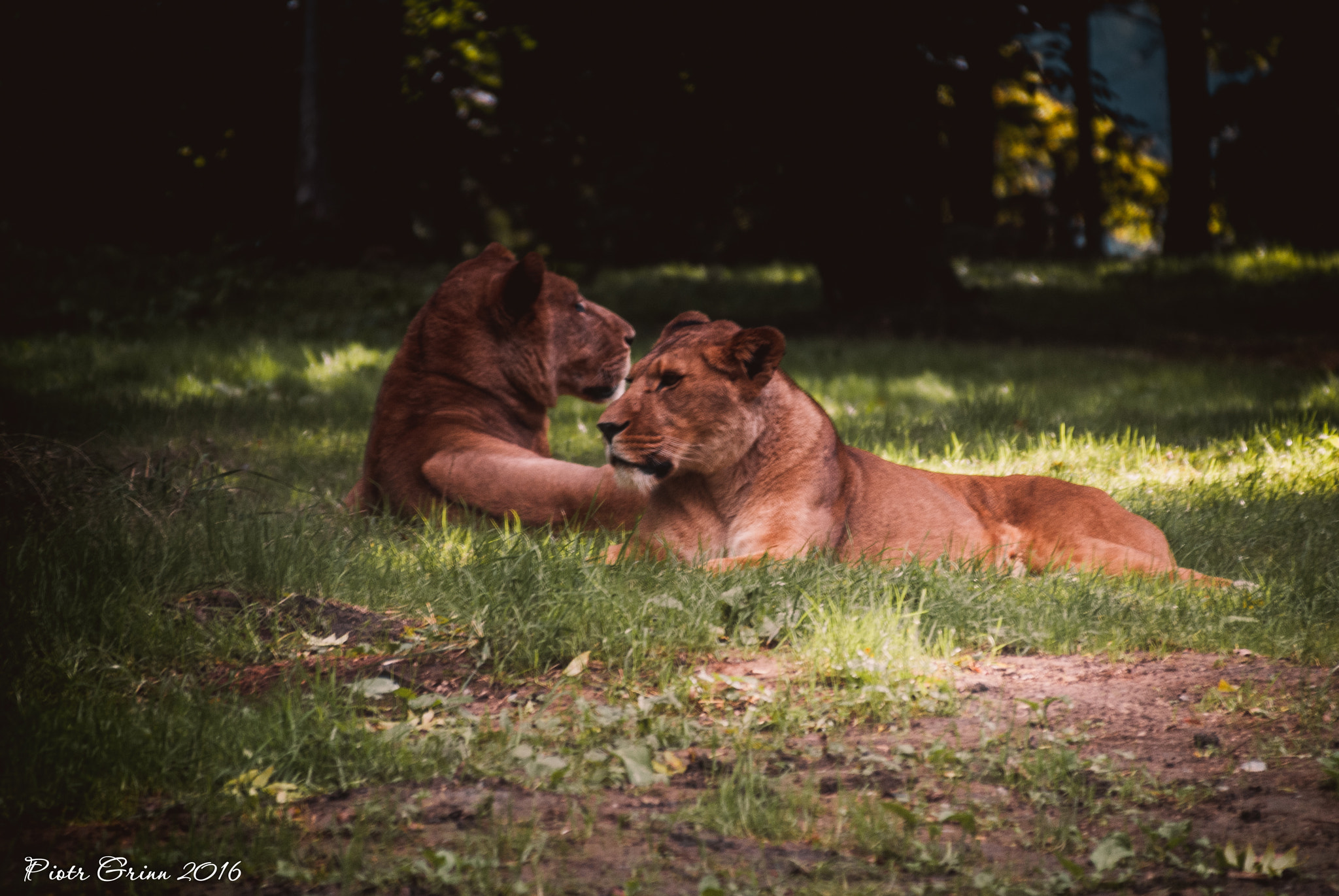 Sigma 28-300mm F3.5-6.3 DG Macro sample photo. Longleat safari park 2016 photography