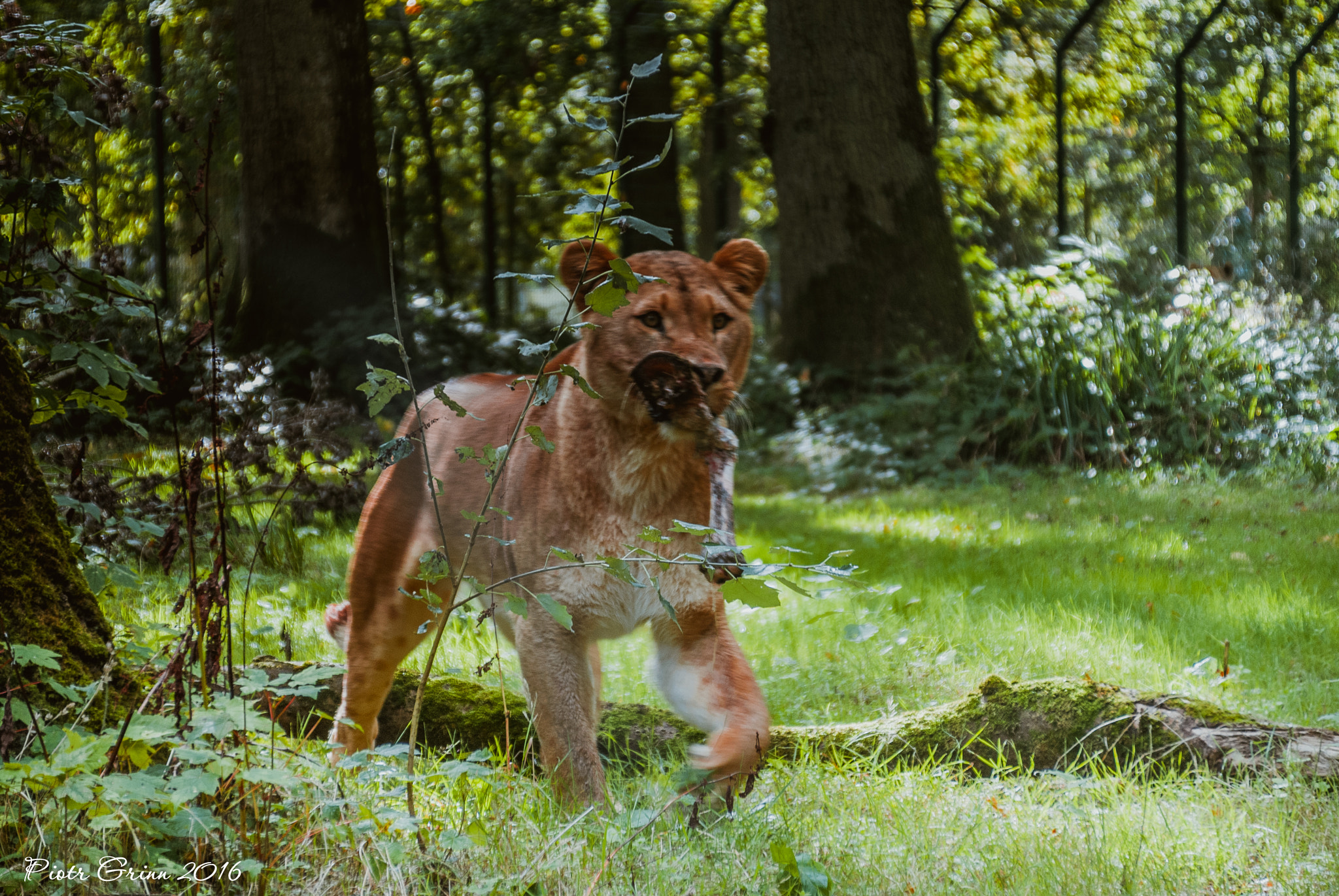 Sigma 28-300mm F3.5-6.3 DG Macro sample photo. Longleat safari park 2016 photography