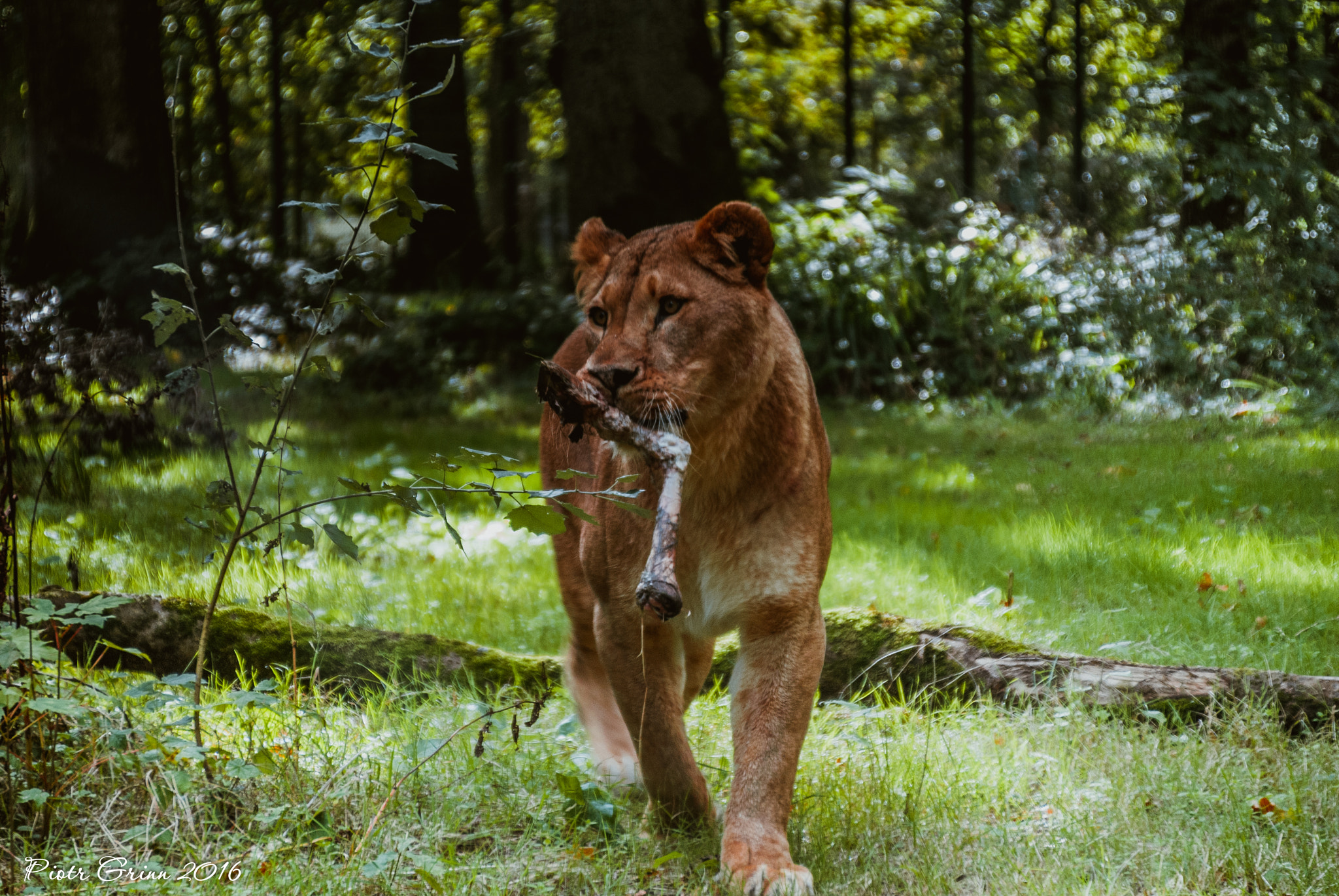 Sigma 28-300mm F3.5-6.3 DG Macro sample photo. Longleat safari park 2016 photography