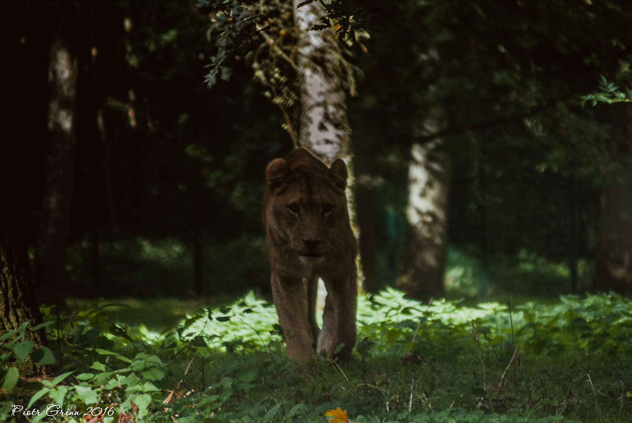 Sigma 28-300mm F3.5-6.3 DG Macro sample photo. Longleat safari park 2016 photography