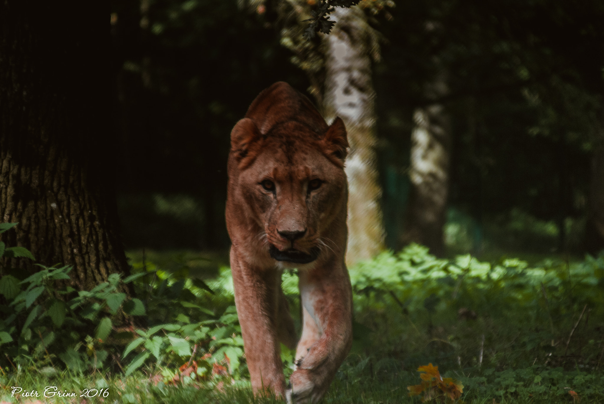 Sigma 28-300mm F3.5-6.3 DG Macro sample photo. Longleat safari park 2016 photography