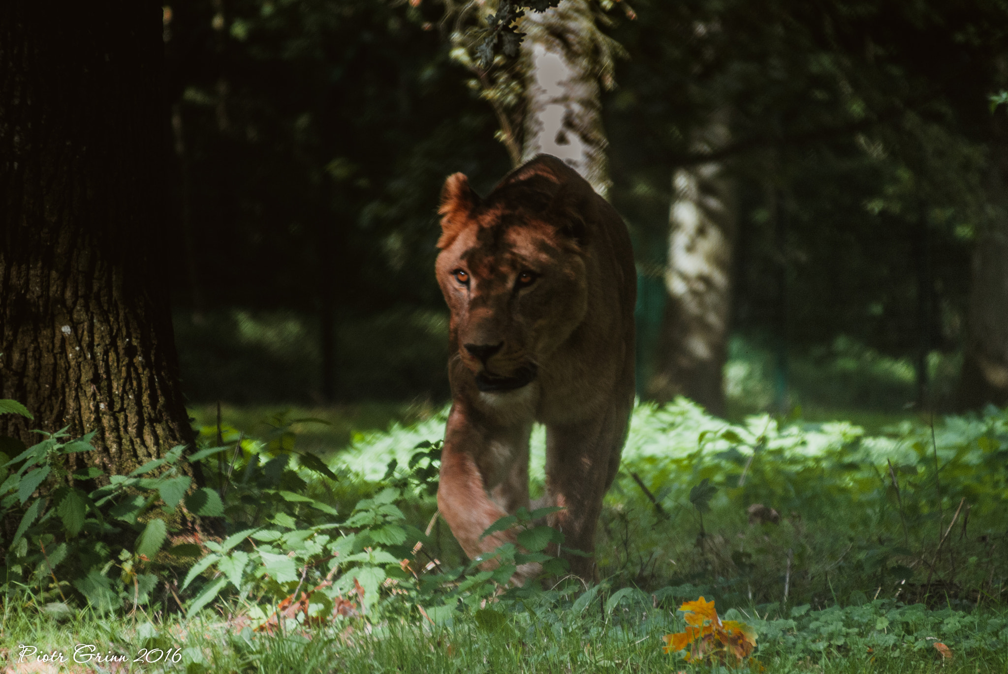 Sigma 28-300mm F3.5-6.3 DG Macro sample photo. Longleat safari park 2016 photography