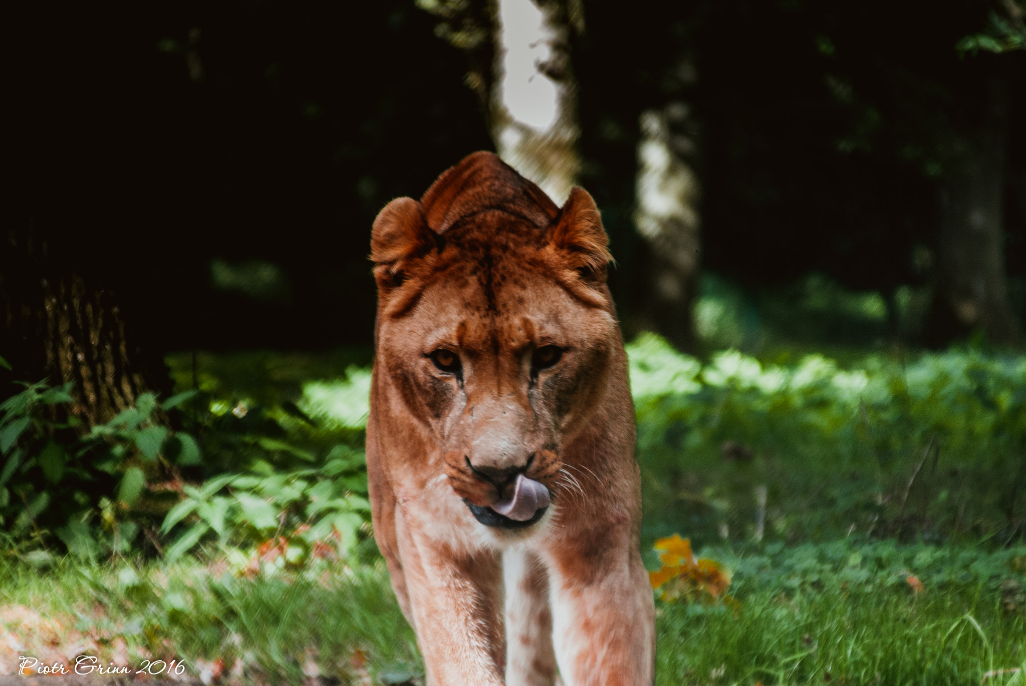 Sigma 28-300mm F3.5-6.3 DG Macro sample photo. Longleat safari park 2016 photography