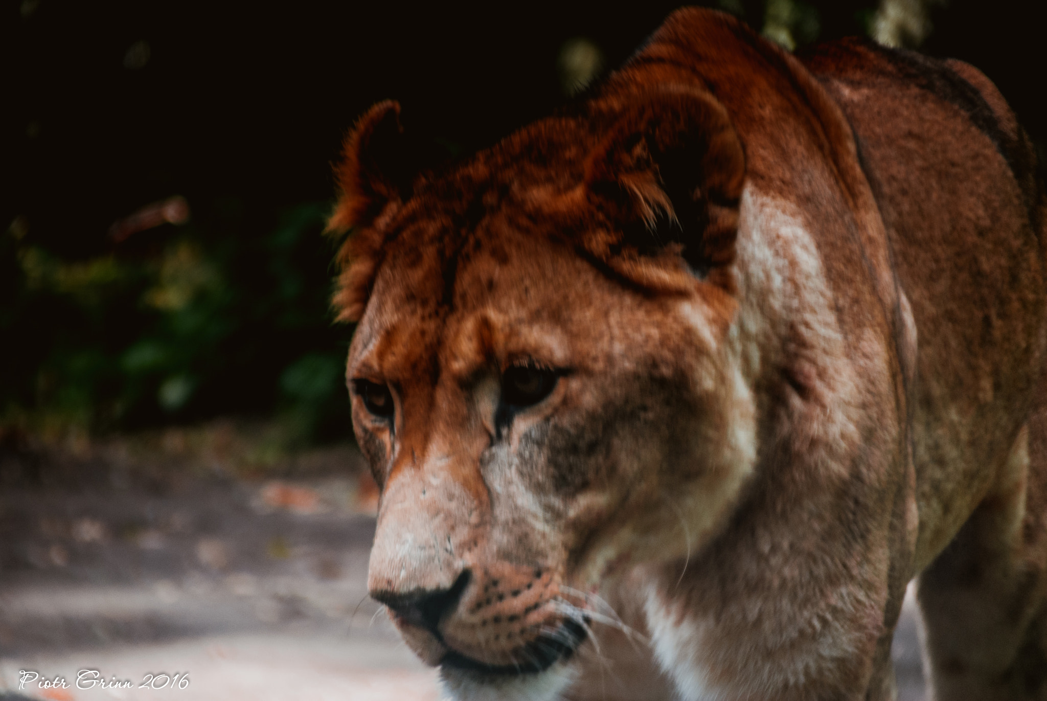 Sigma 28-300mm F3.5-6.3 DG Macro sample photo. Longleat safari park 2016 photography