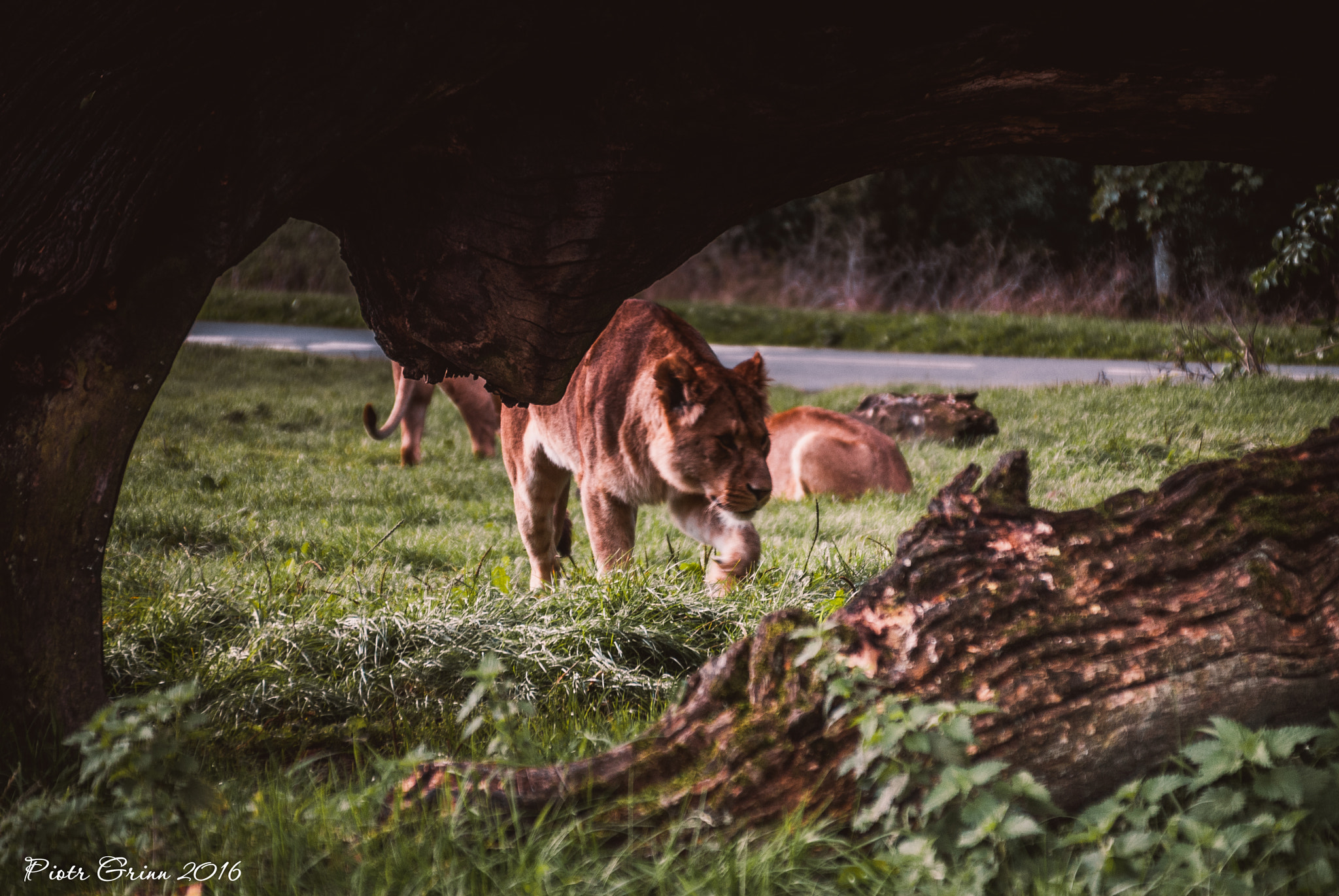 Sigma 28-300mm F3.5-6.3 DG Macro sample photo. Longleat safari park 2016 photography