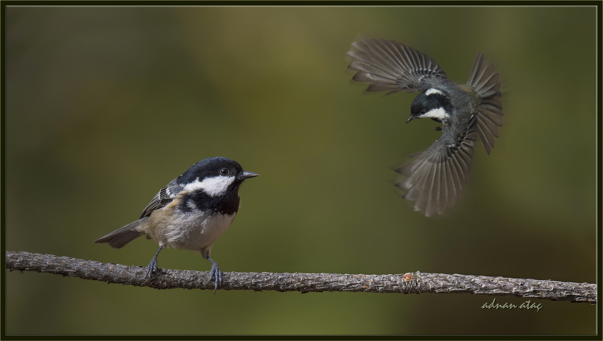 Sigma 150-600mm F5-6.3 DG OS HSM | S sample photo. Çam baştankarası - periparus ater - coal tit photography