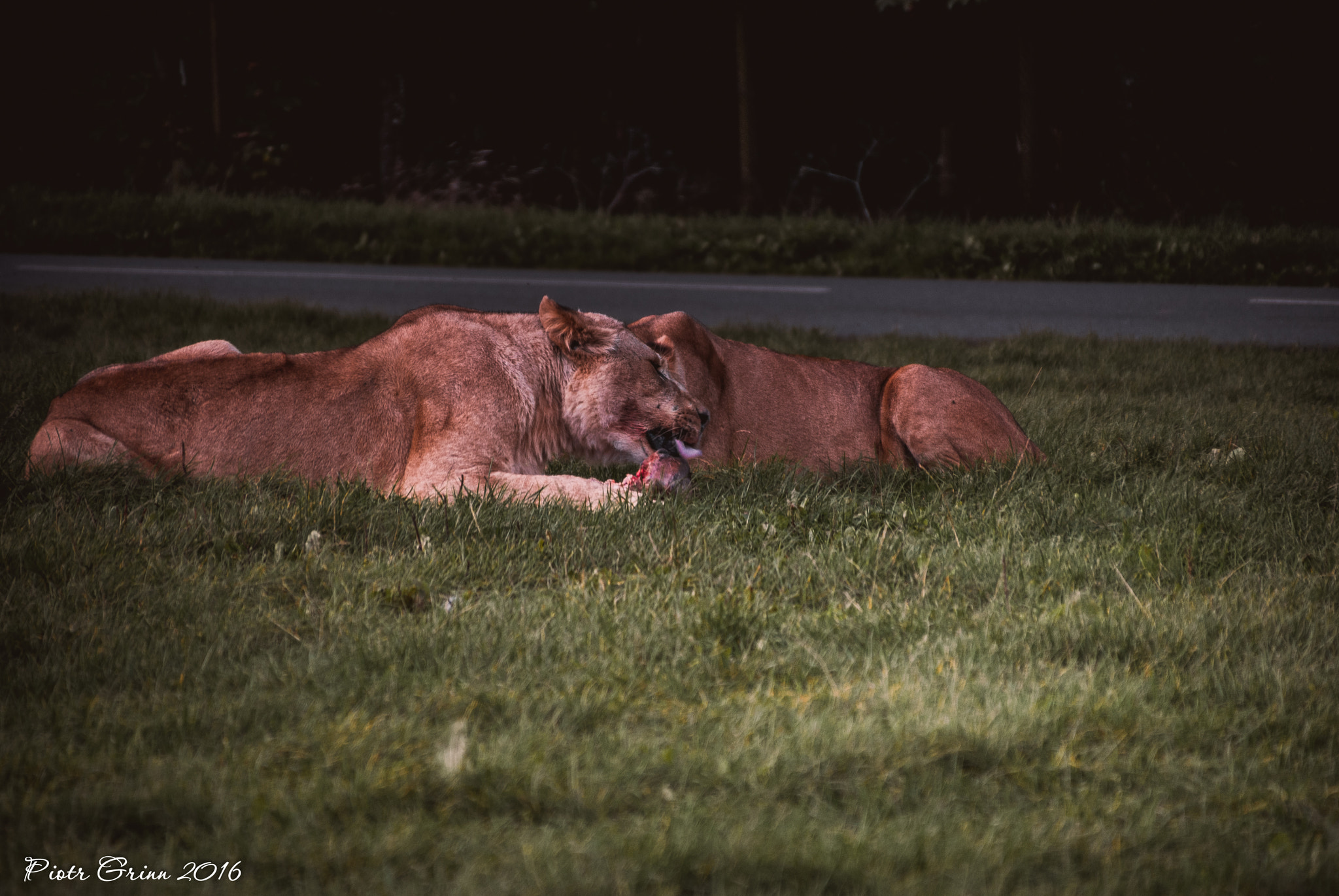 Sigma 28-300mm F3.5-6.3 DG Macro sample photo. Longleat safari park 2016 photography
