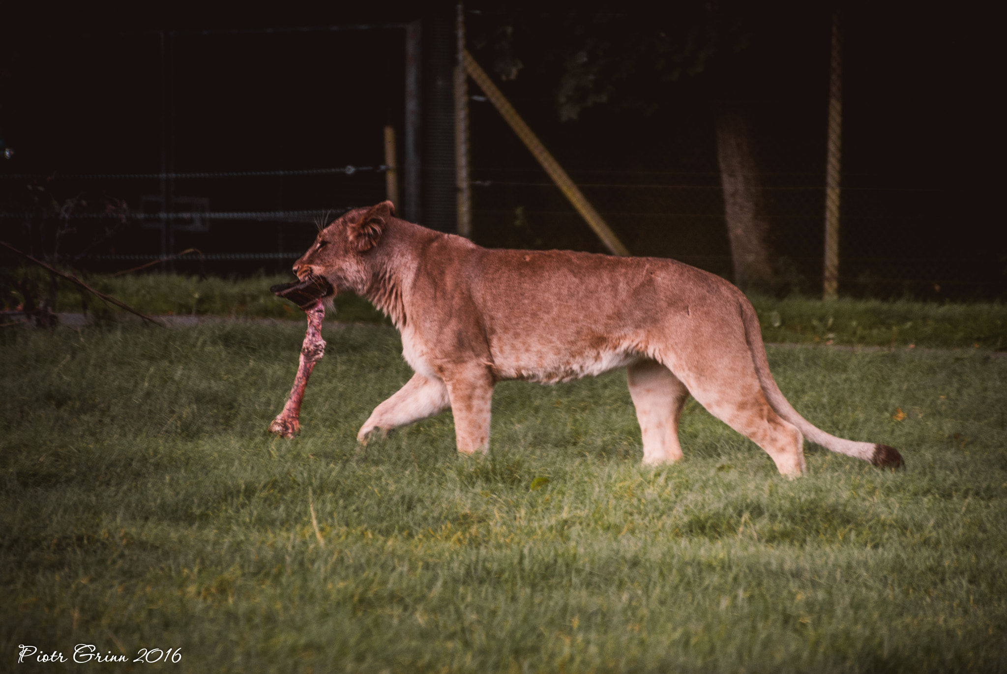 Sigma 28-300mm F3.5-6.3 DG Macro sample photo. Longleat safari park 2016 photography