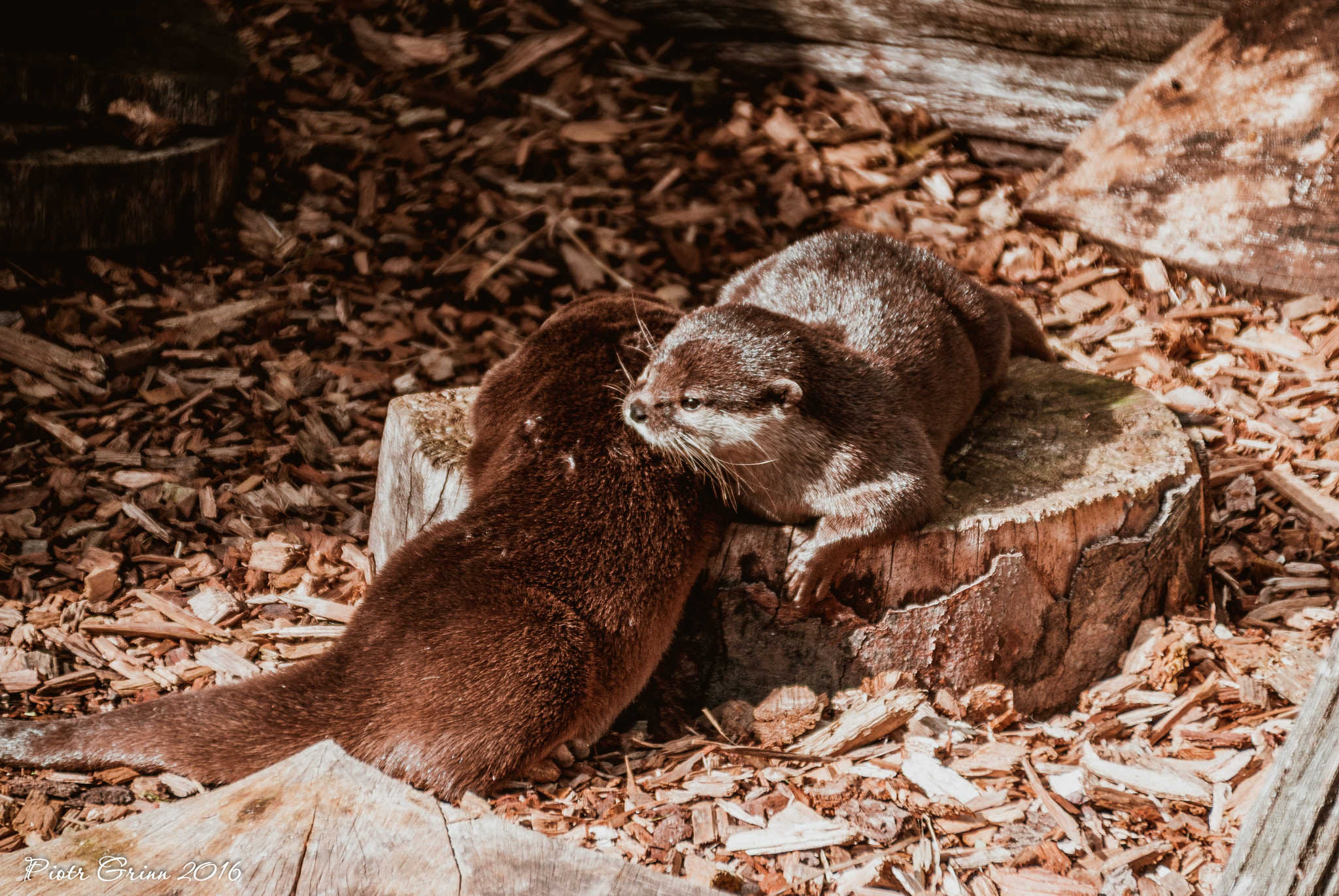 Sigma 28-300mm F3.5-6.3 DG Macro sample photo. Longleat safari park 2016 photography
