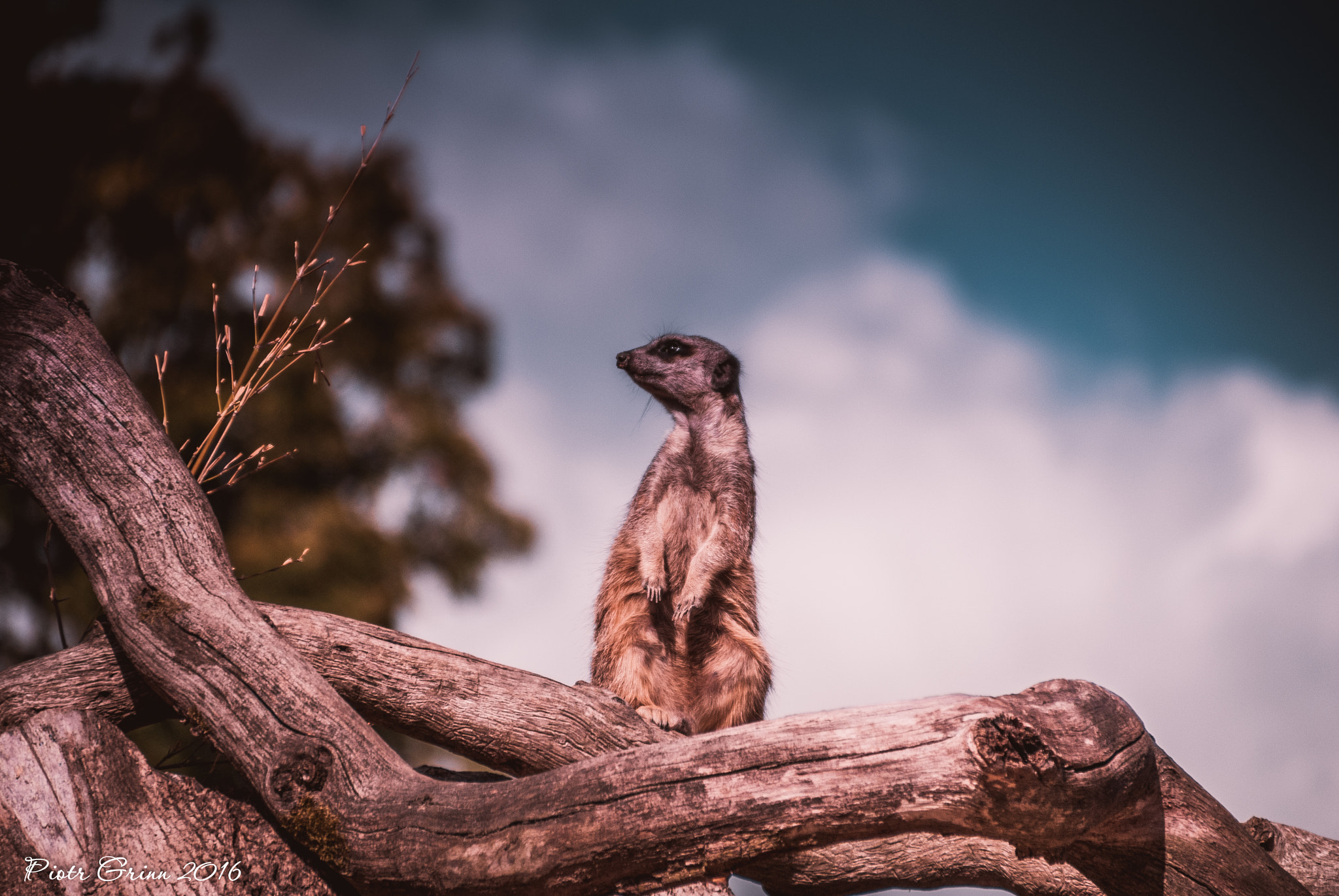 Sigma 28-300mm F3.5-6.3 DG Macro sample photo. Longleat safari park 2016 photography