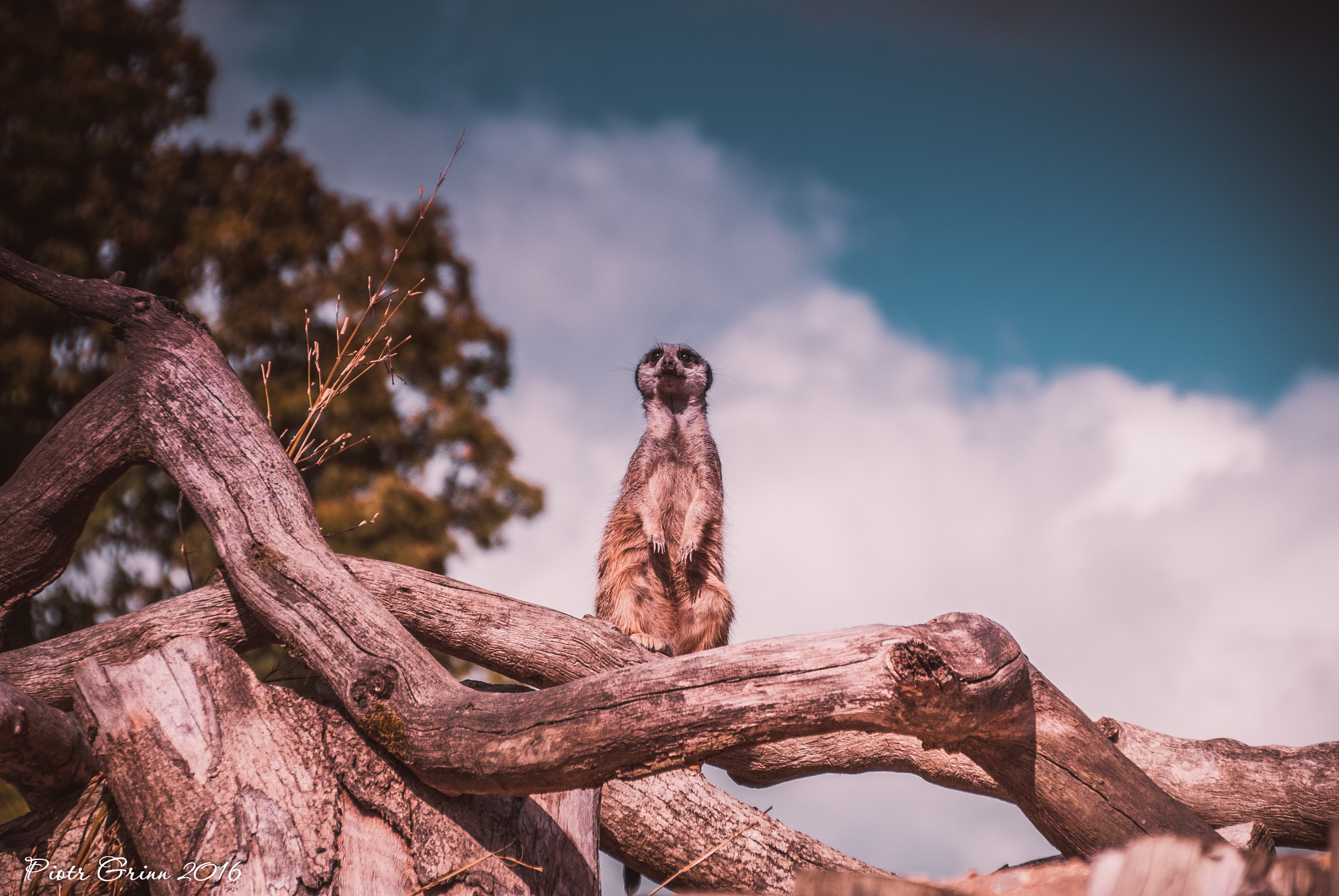 Sigma 28-300mm F3.5-6.3 DG Macro sample photo. Longleat safari park 2016 photography