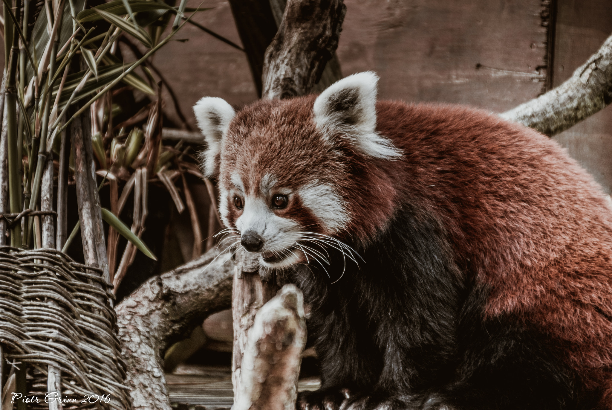 Sigma 28-300mm F3.5-6.3 DG Macro sample photo. Longleat safari park 2016 photography