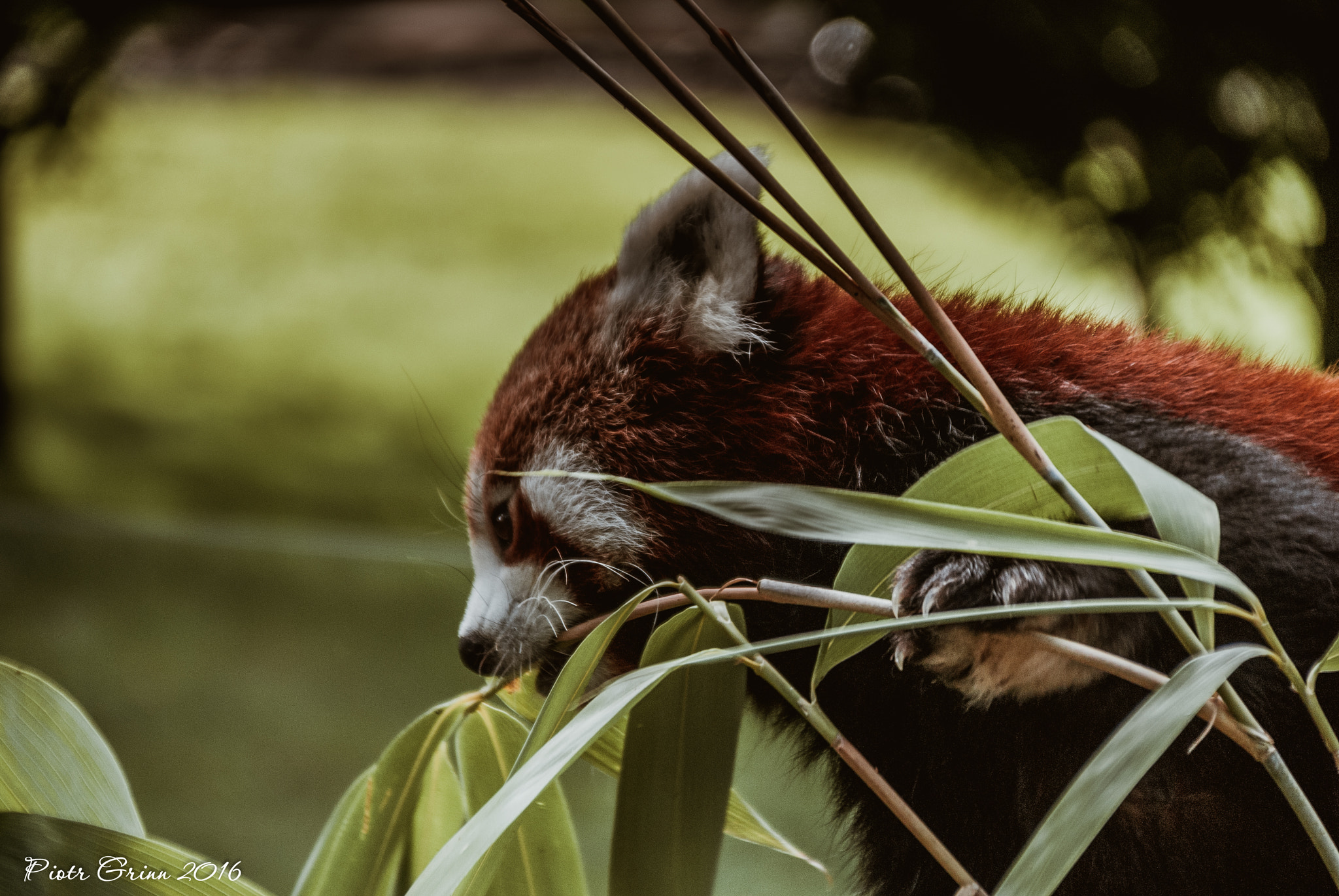 Sigma 28-300mm F3.5-6.3 DG Macro sample photo. Longleat safari park 2016 photography