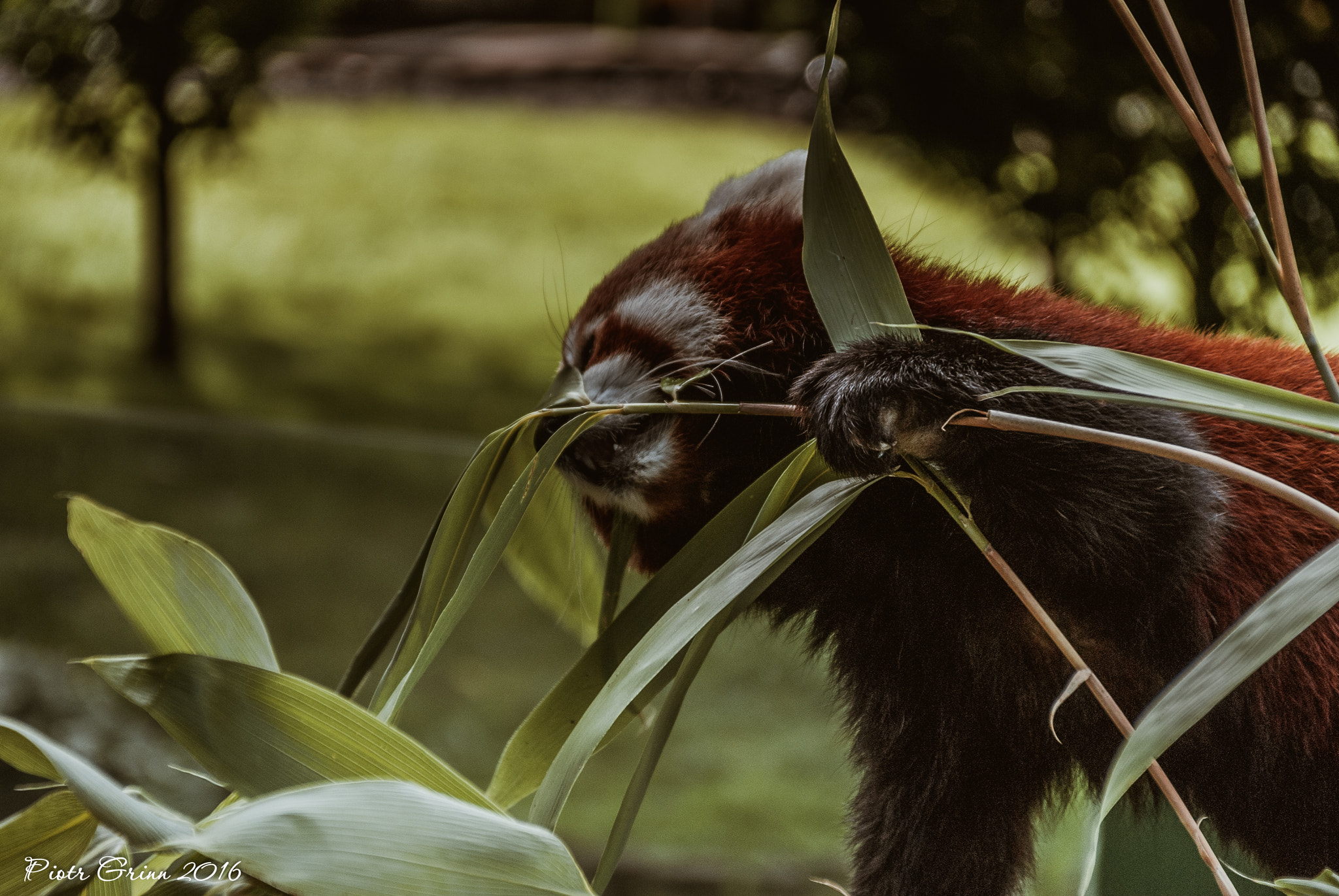 Sigma 28-300mm F3.5-6.3 DG Macro sample photo. Longleat safari park 2016 photography