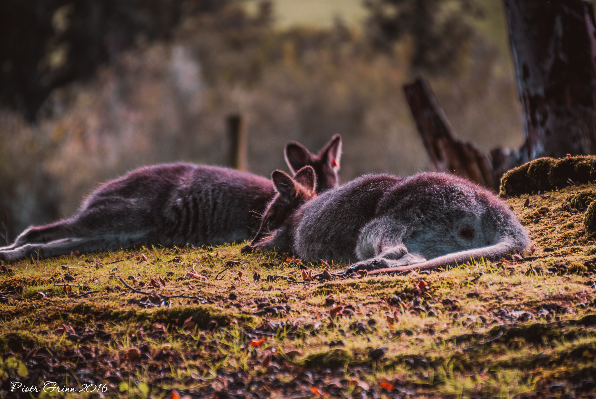 Sigma 28-300mm F3.5-6.3 DG Macro sample photo. Longleat safari park 2016 photography