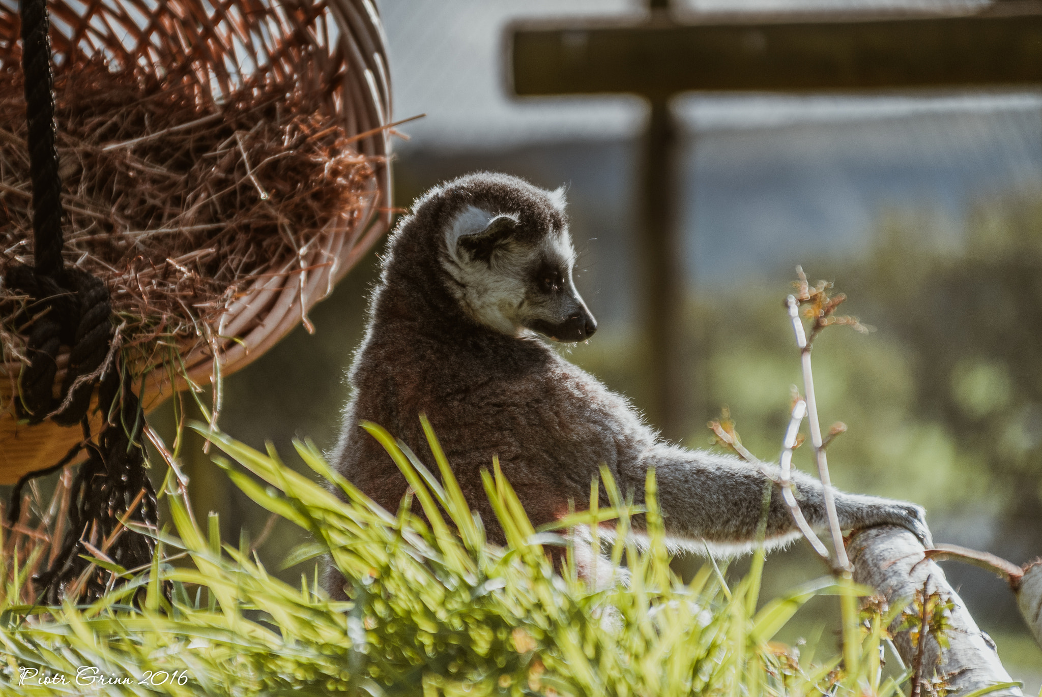 Sigma 28-300mm F3.5-6.3 DG Macro sample photo. Longleat safari park 2016 photography