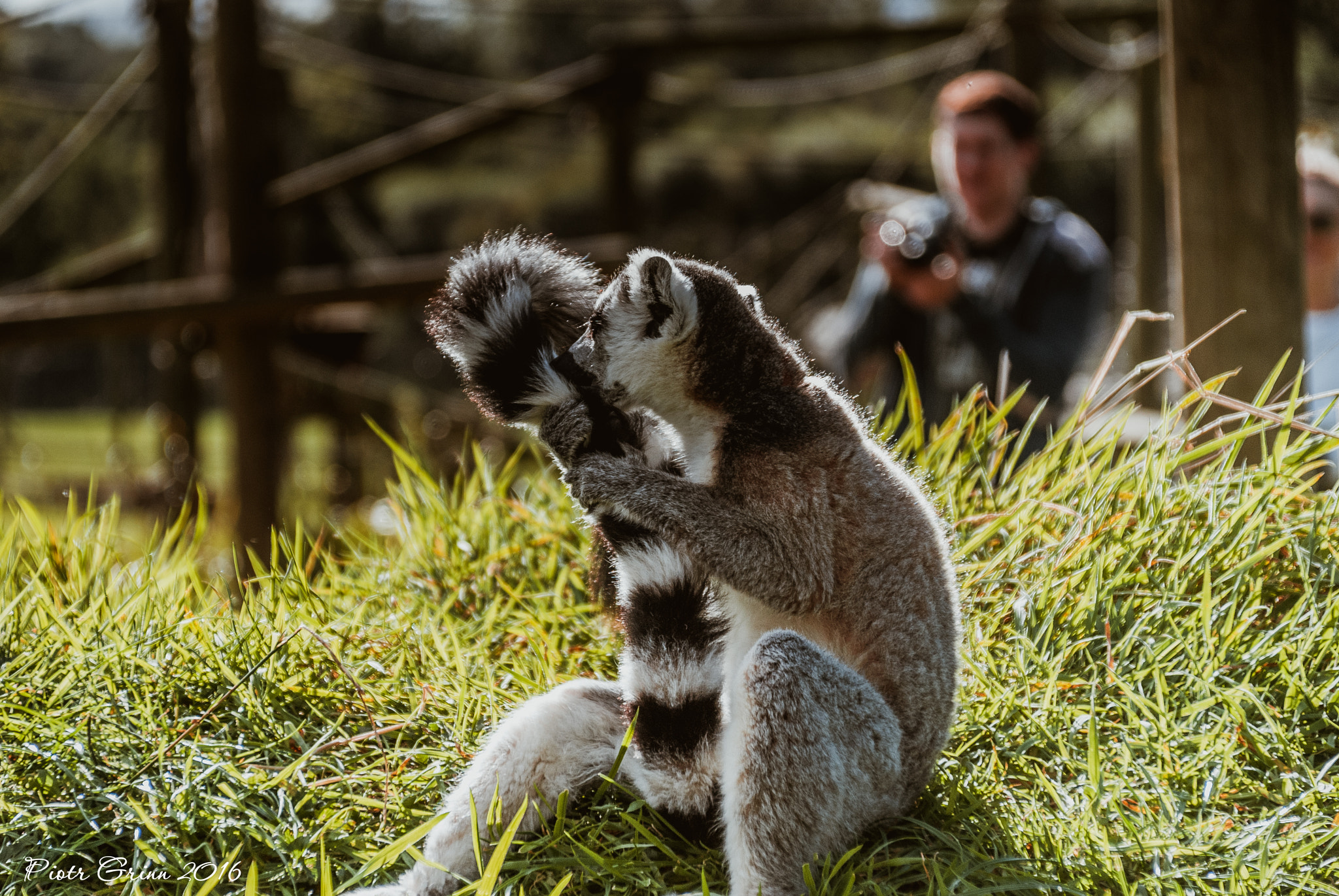 Sigma 28-300mm F3.5-6.3 DG Macro sample photo. Longleat safari park 2016 photography