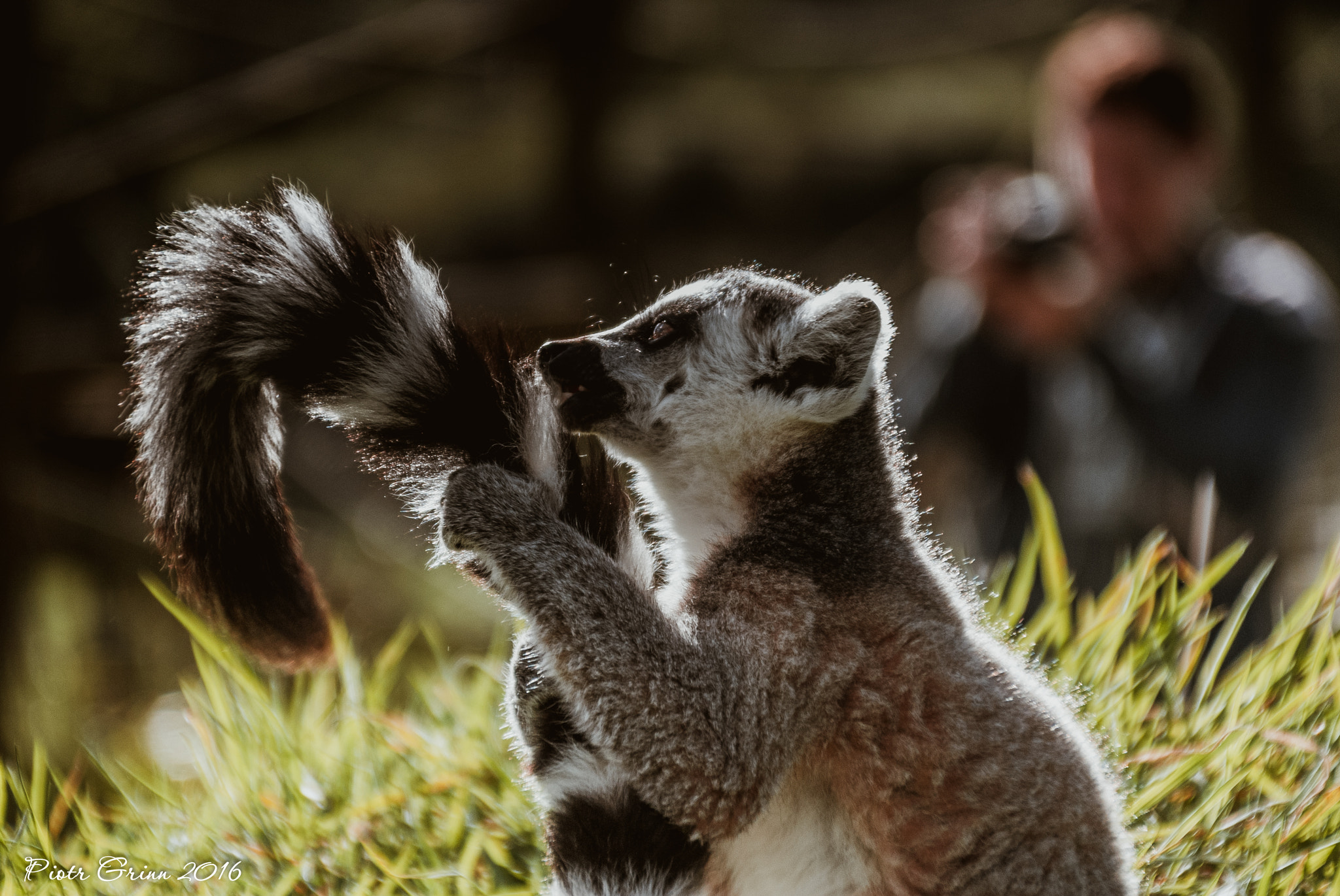 Sigma 28-300mm F3.5-6.3 DG Macro sample photo. Longleat safari park 2016 photography