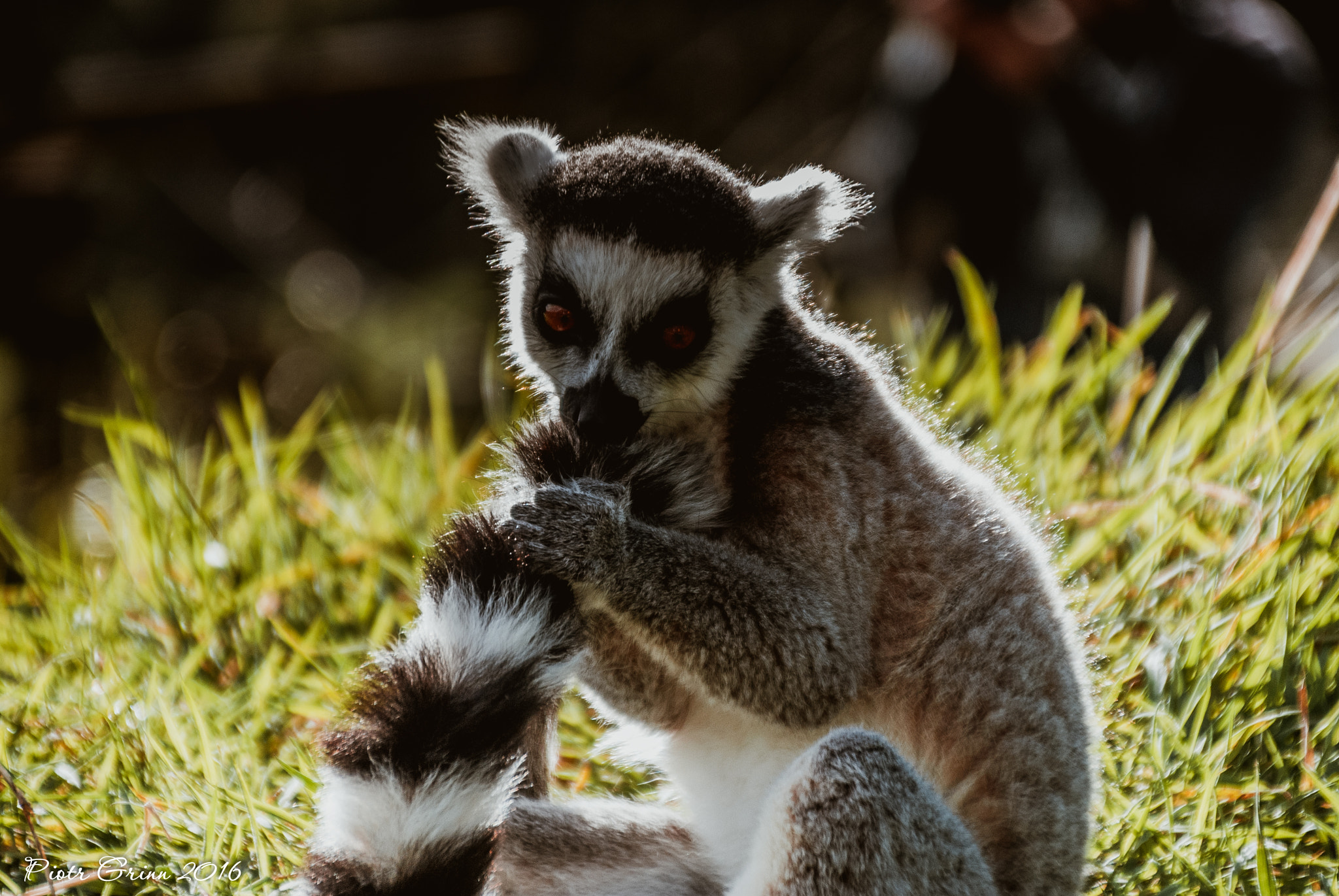 Sigma 28-300mm F3.5-6.3 DG Macro sample photo. Longleat safari park 2016 photography