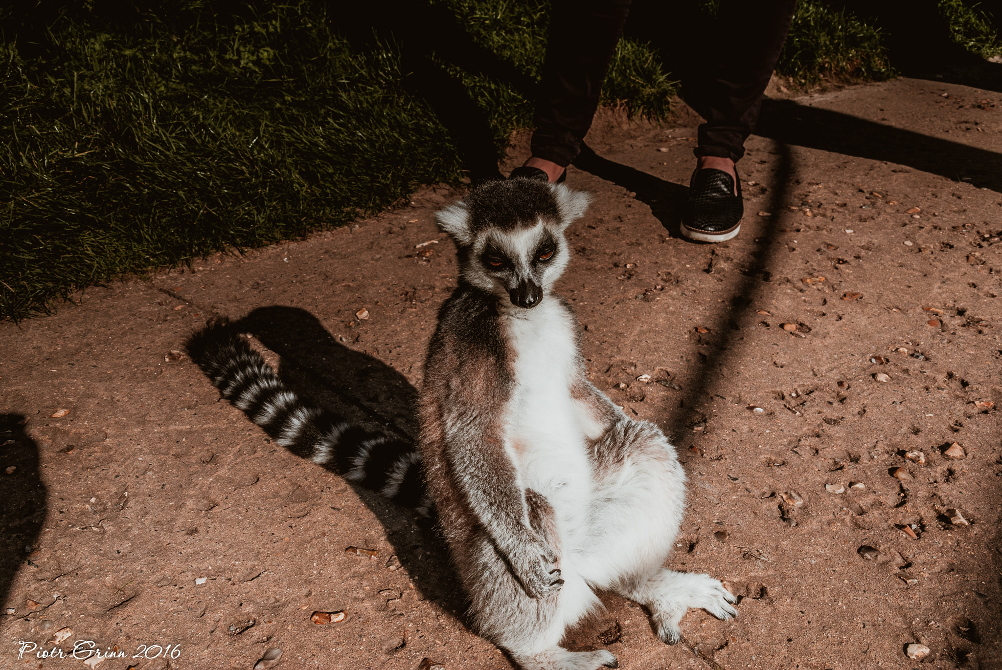 Sigma 28-300mm F3.5-6.3 DG Macro sample photo. Longleat safari park 2016 photography