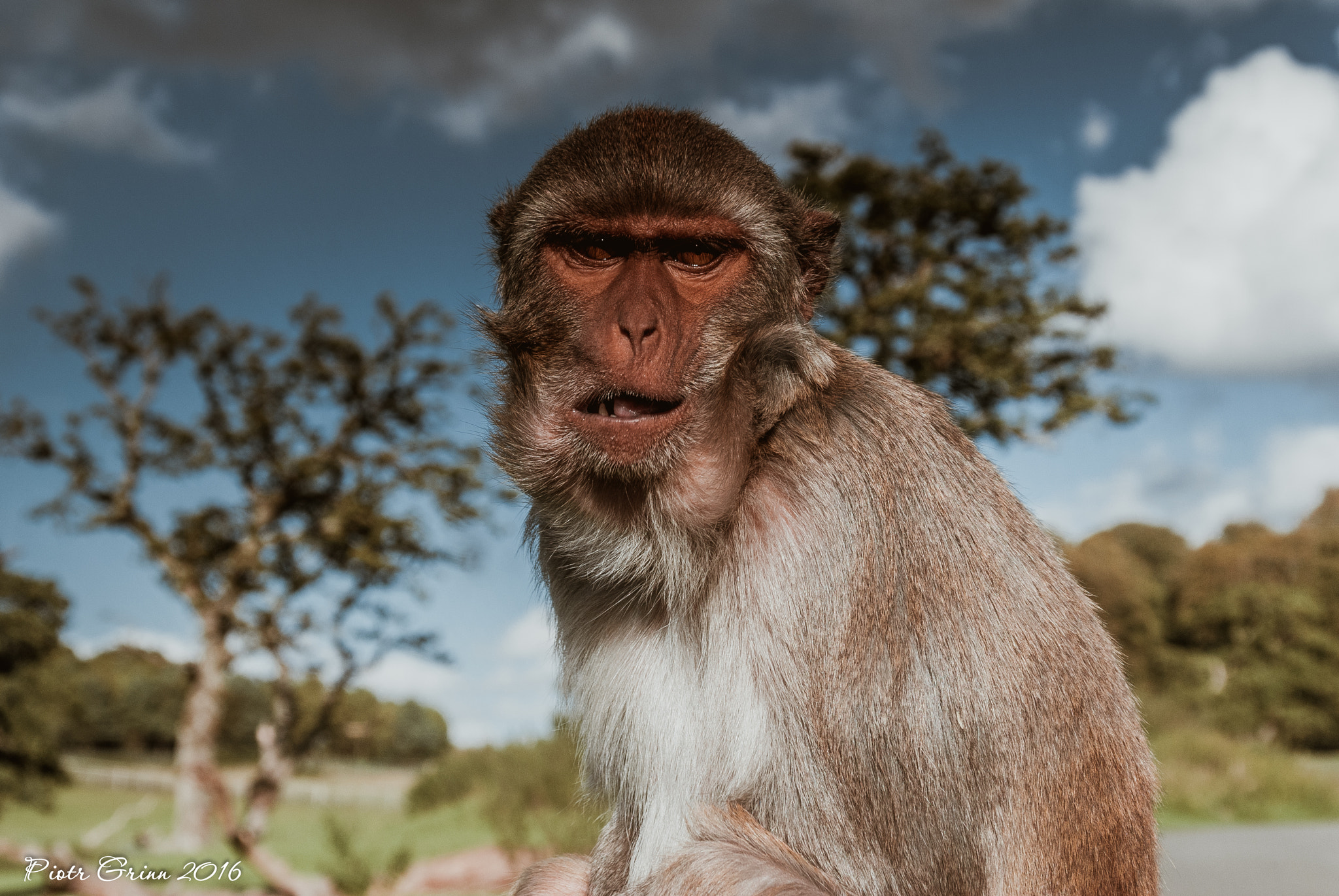 Sigma 28-300mm F3.5-6.3 DG Macro sample photo. Longleat safari park 2016 photography