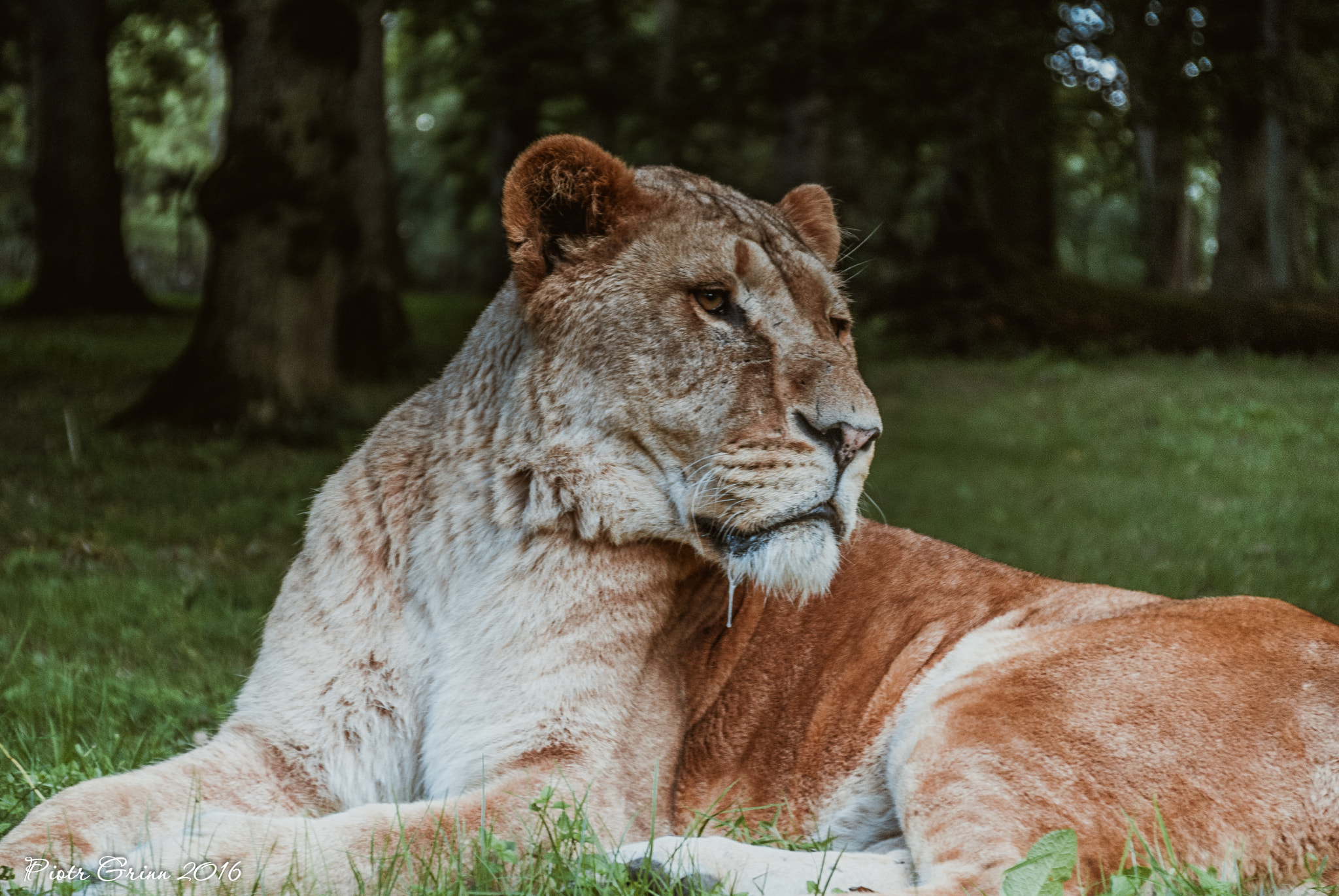 Sigma 28-300mm F3.5-6.3 DG Macro sample photo. Longleat safari park 2016 photography