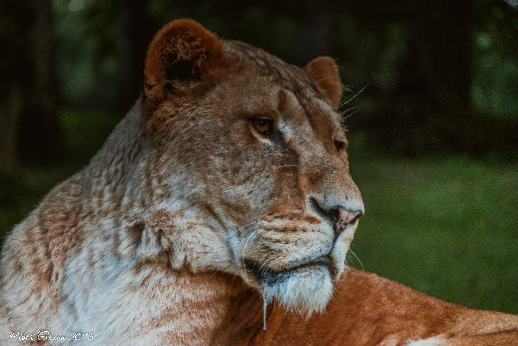 Sigma 28-300mm F3.5-6.3 DG Macro sample photo. Longleat safari park 2016 photography