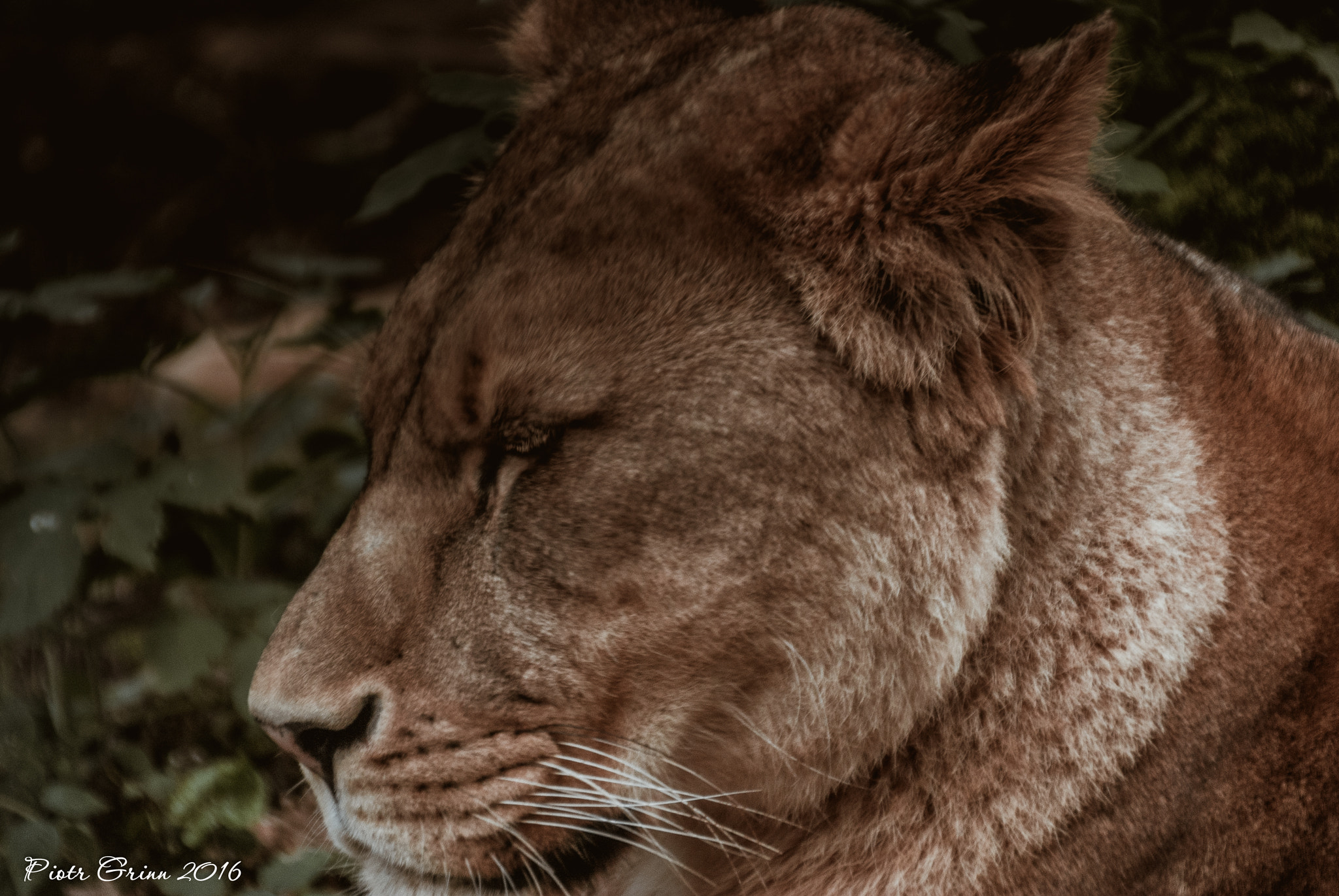 Sigma 28-300mm F3.5-6.3 DG Macro sample photo. Longleat safari park 2016 photography
