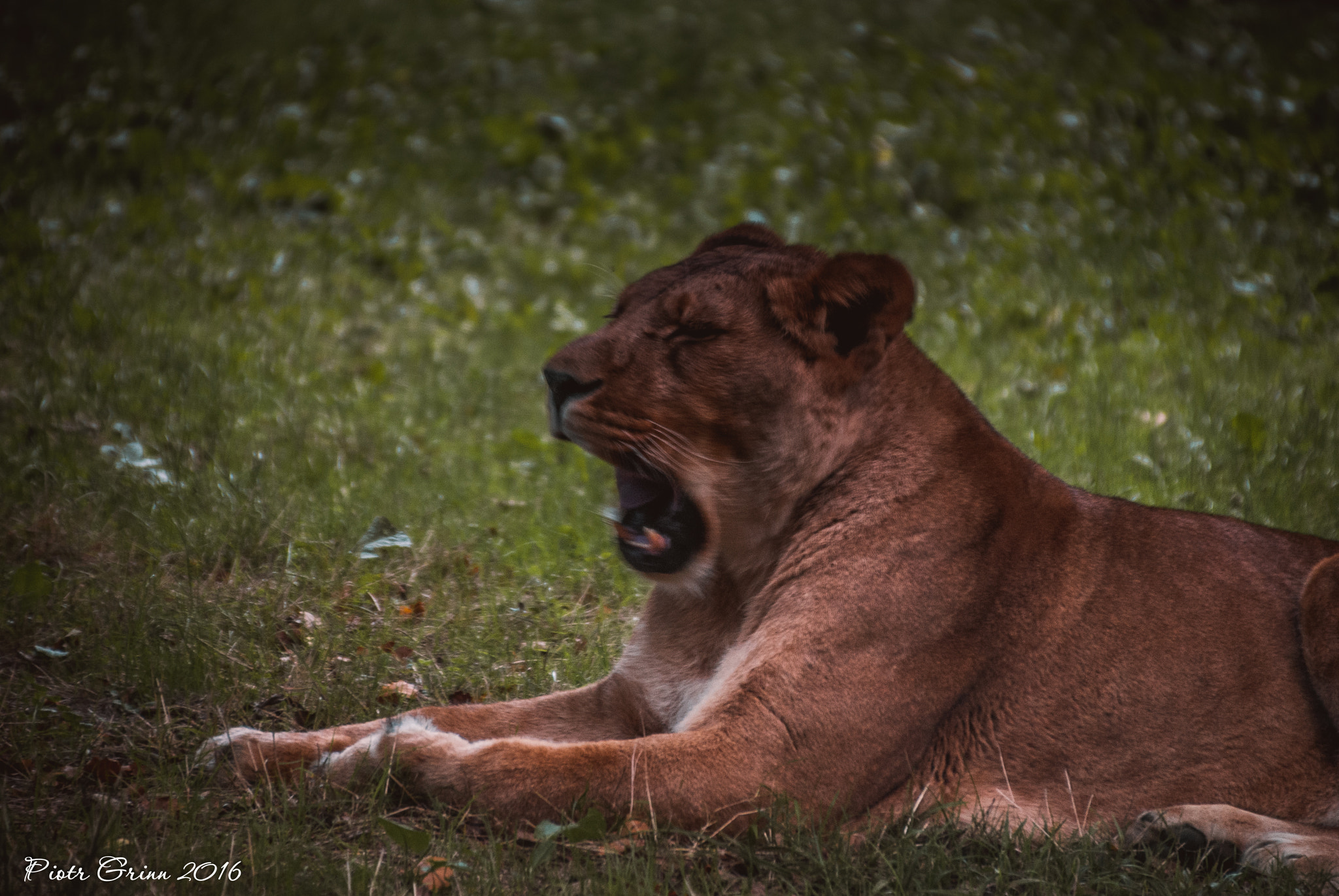 Sigma 28-300mm F3.5-6.3 DG Macro sample photo. Longleat safari park 2016 photography