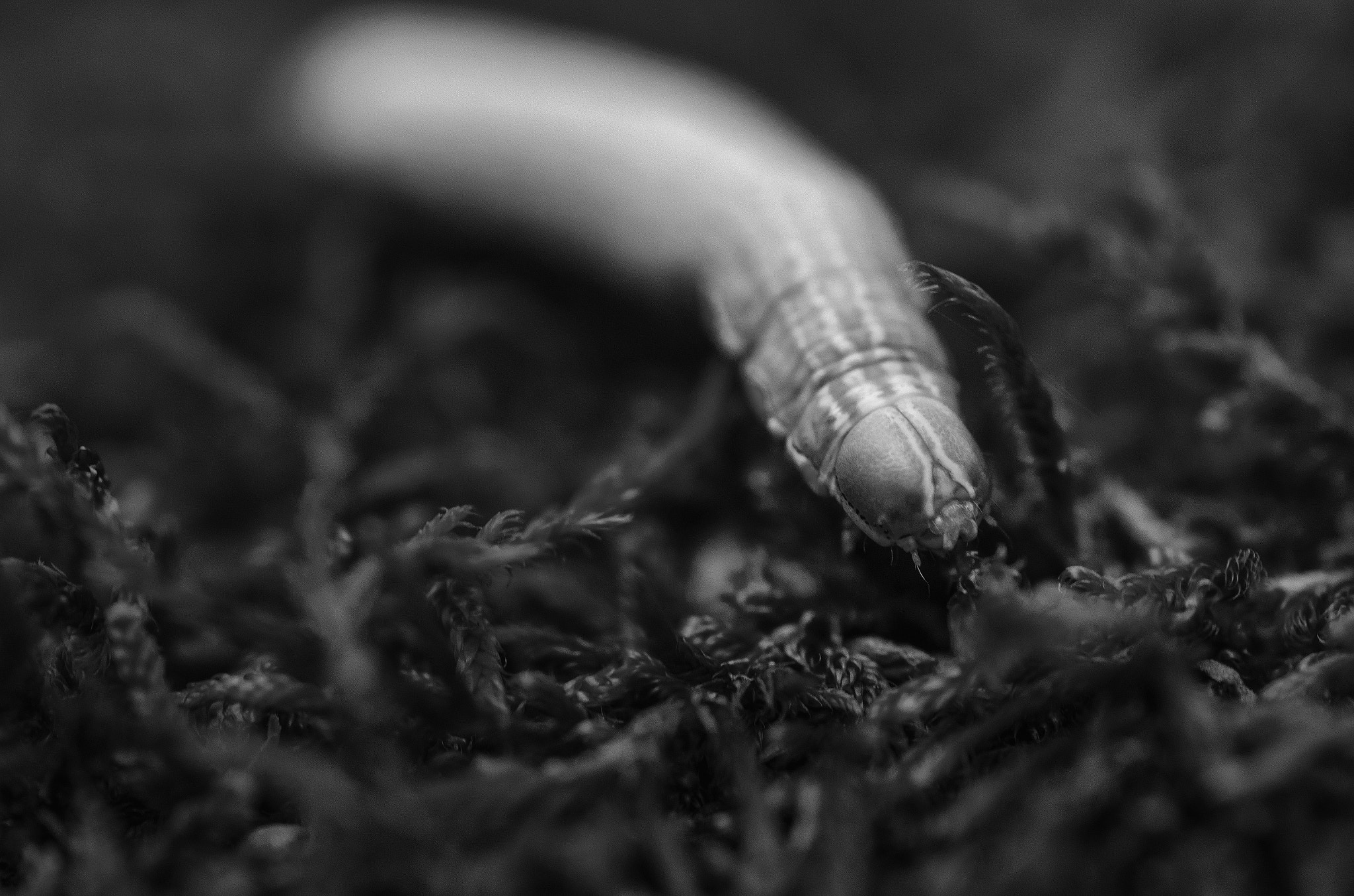 Tokina AT-X Pro 100mm F2.8 Macro sample photo. Crawling photography