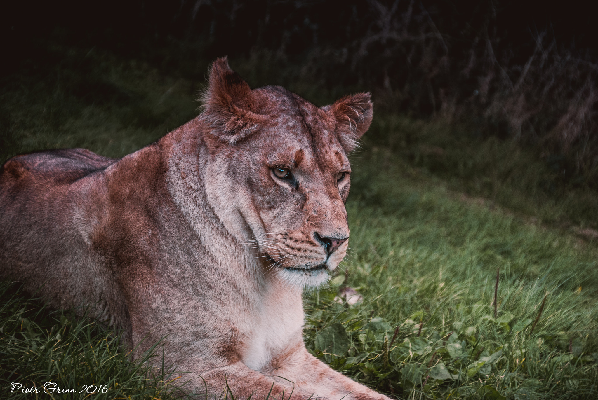 Sigma 28-300mm F3.5-6.3 DG Macro sample photo. Longleat safari park 2016 photography