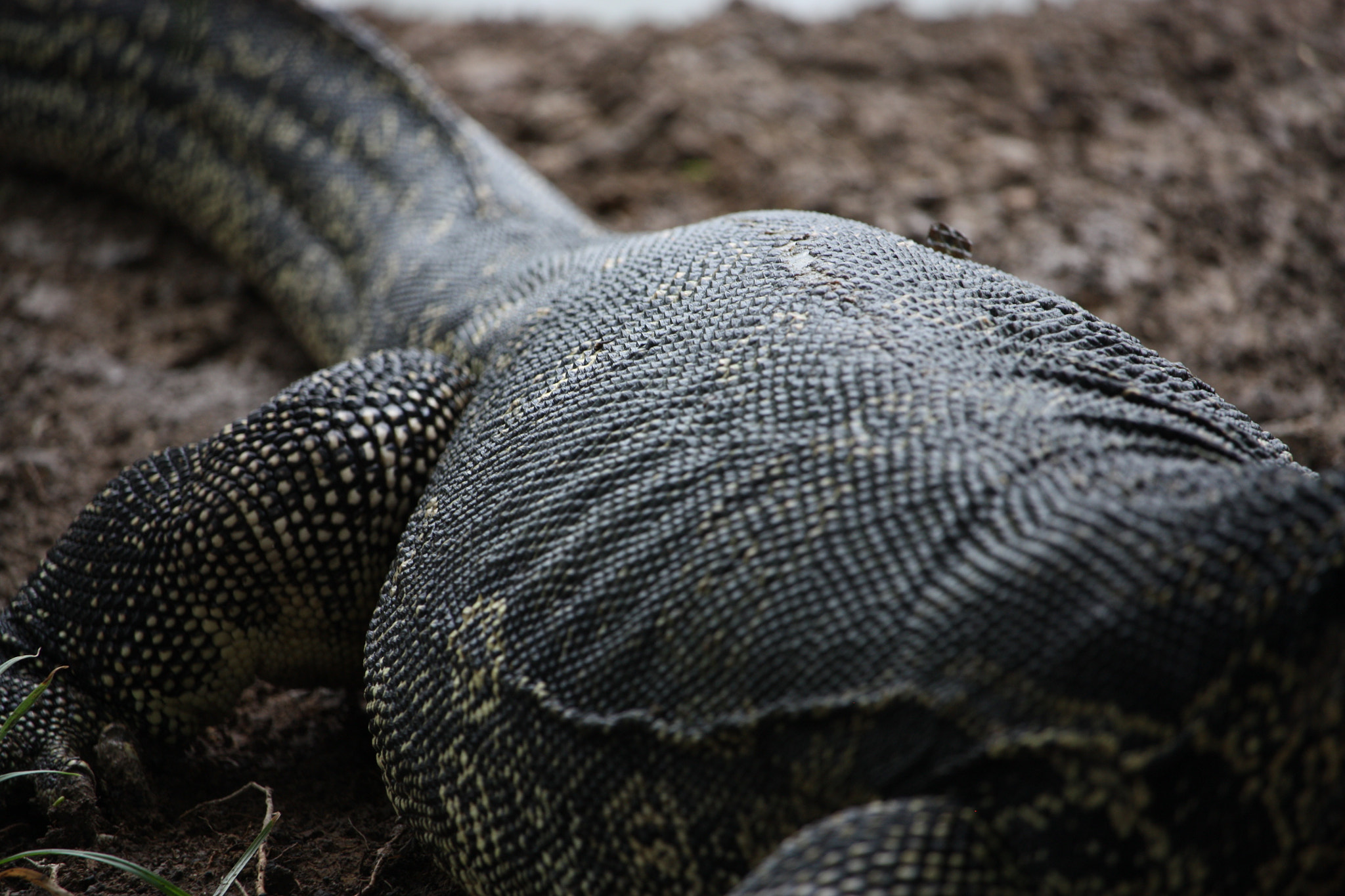 Canon EF-S 55-250mm F4-5.6 IS STM sample photo