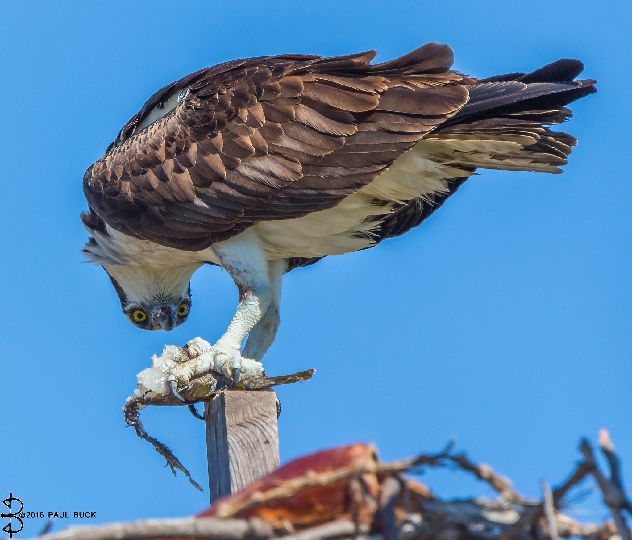 Tamron SP 150-600mm F5-6.3 Di VC USD sample photo. Osprey takes a wary look photography