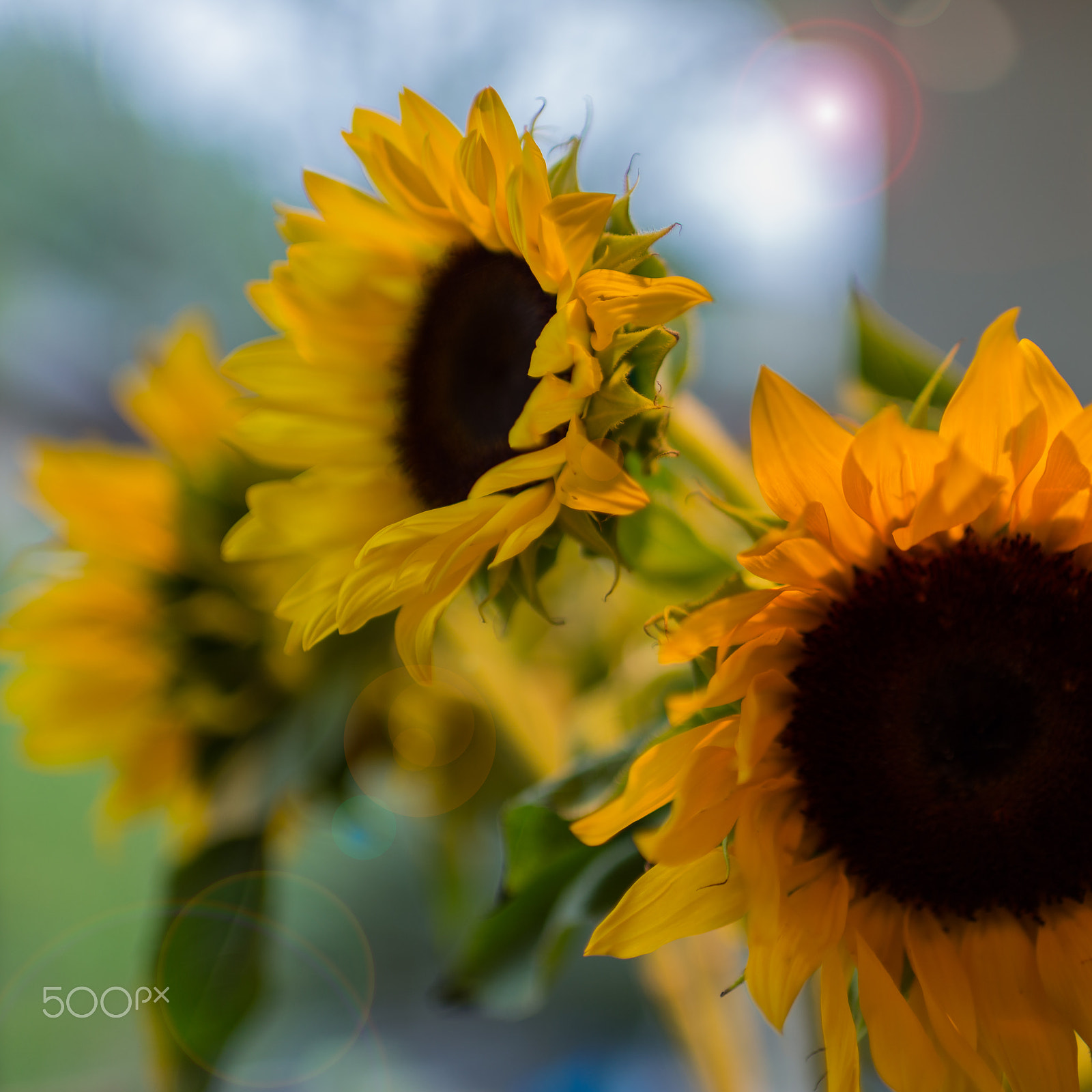 Nikon D610 + Nikon AF-S Nikkor 35mm F1.4G sample photo. Sunflowers with a sun flare photography
