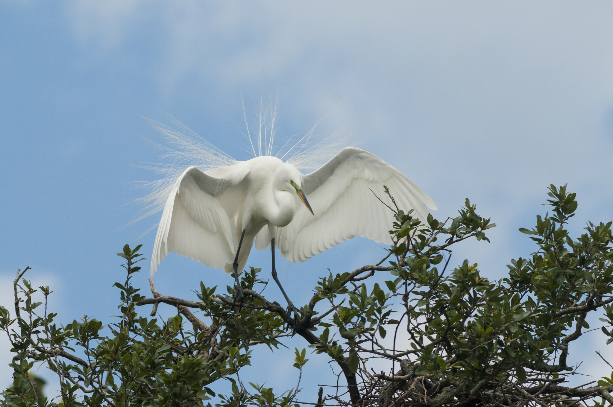 Nikon D300S + AF Nikkor 300mm f/4 IF-ED sample photo. Great egret photography