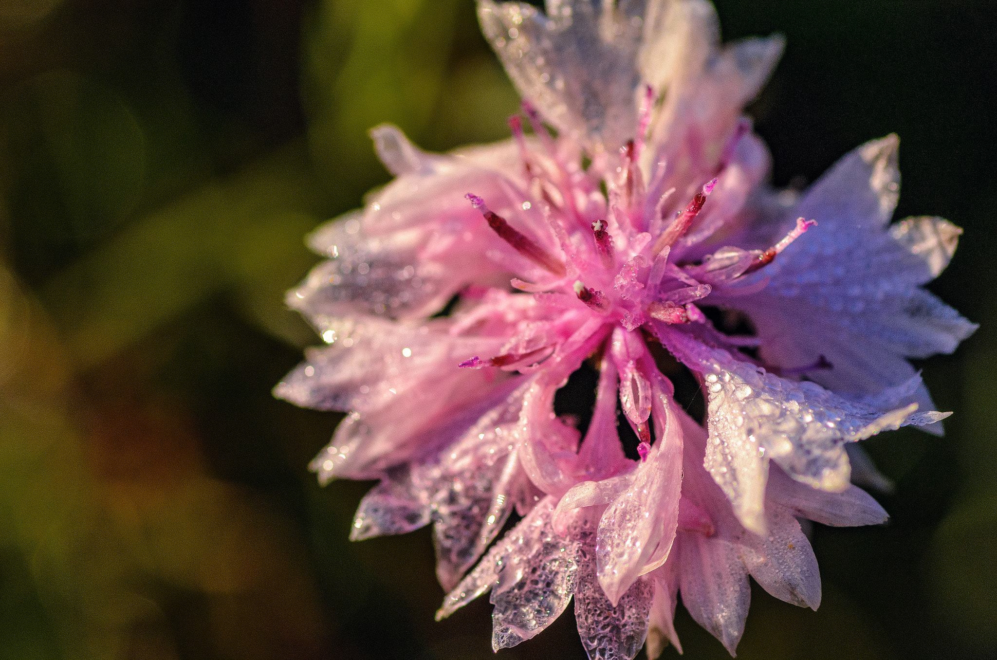 Tokina AT-X Pro 100mm F2.8 Macro sample photo. Morning dew photography
