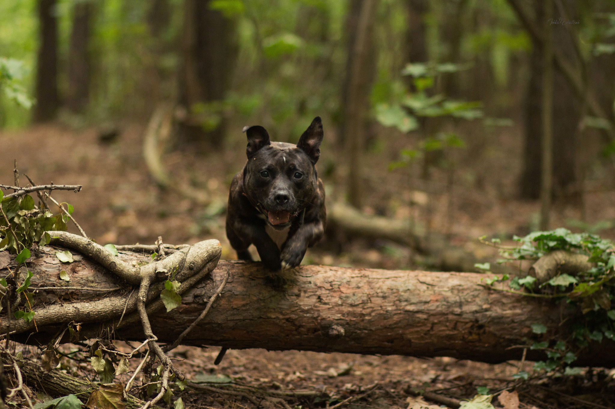 Canon EOS 650D (EOS Rebel T4i / EOS Kiss X6i) + Canon EF 85mm F1.8 USM sample photo. Happy dog photography