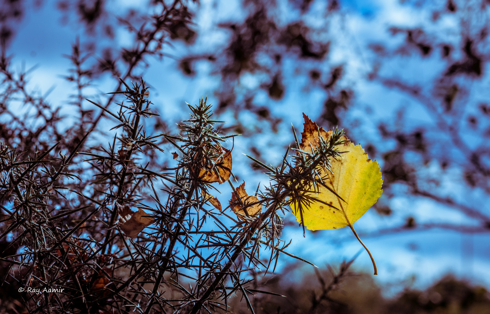 Sony SLT-A77 sample photo. Fall is upon us photography