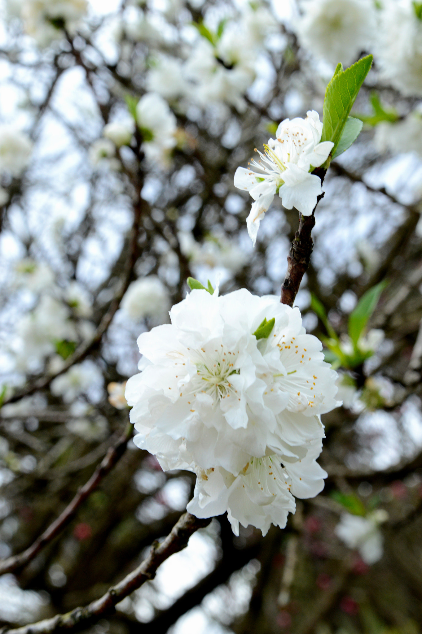 Nikon D3200 sample photo. Spring blooms photography