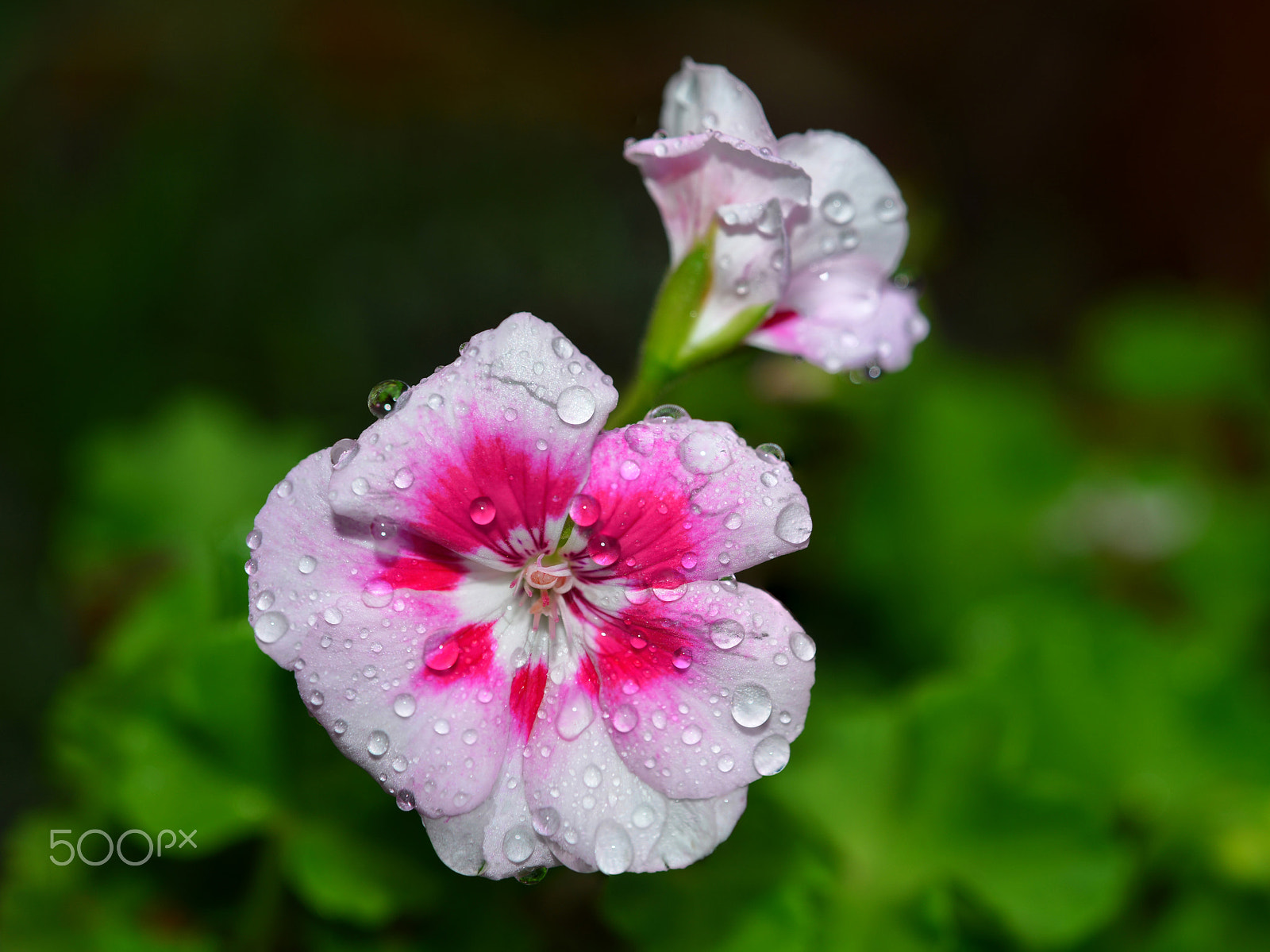 Nikon AF-S Micro-Nikkor 60mm F2.8G ED sample photo. Sardunya (pelargonium).... photography